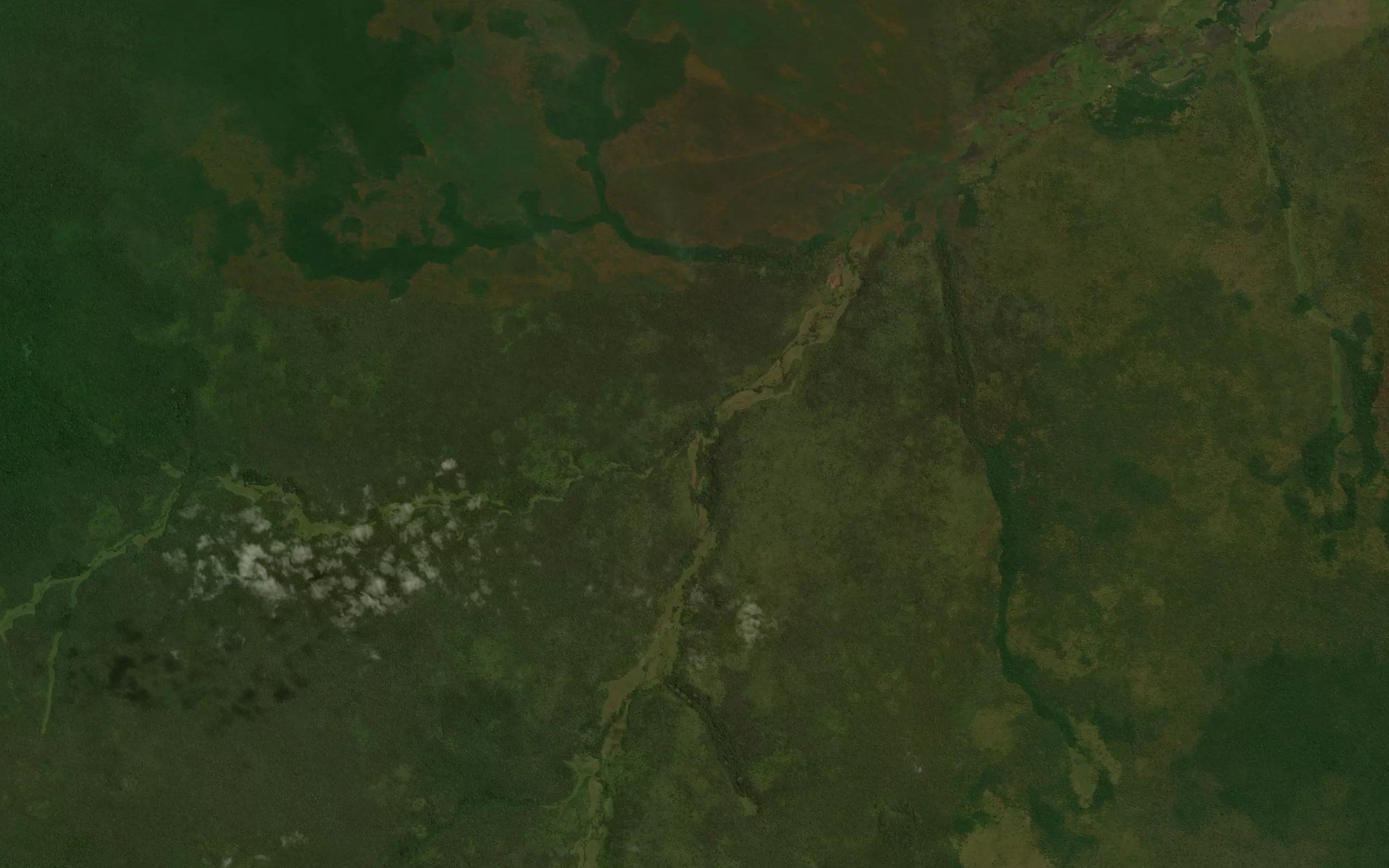 Nguale