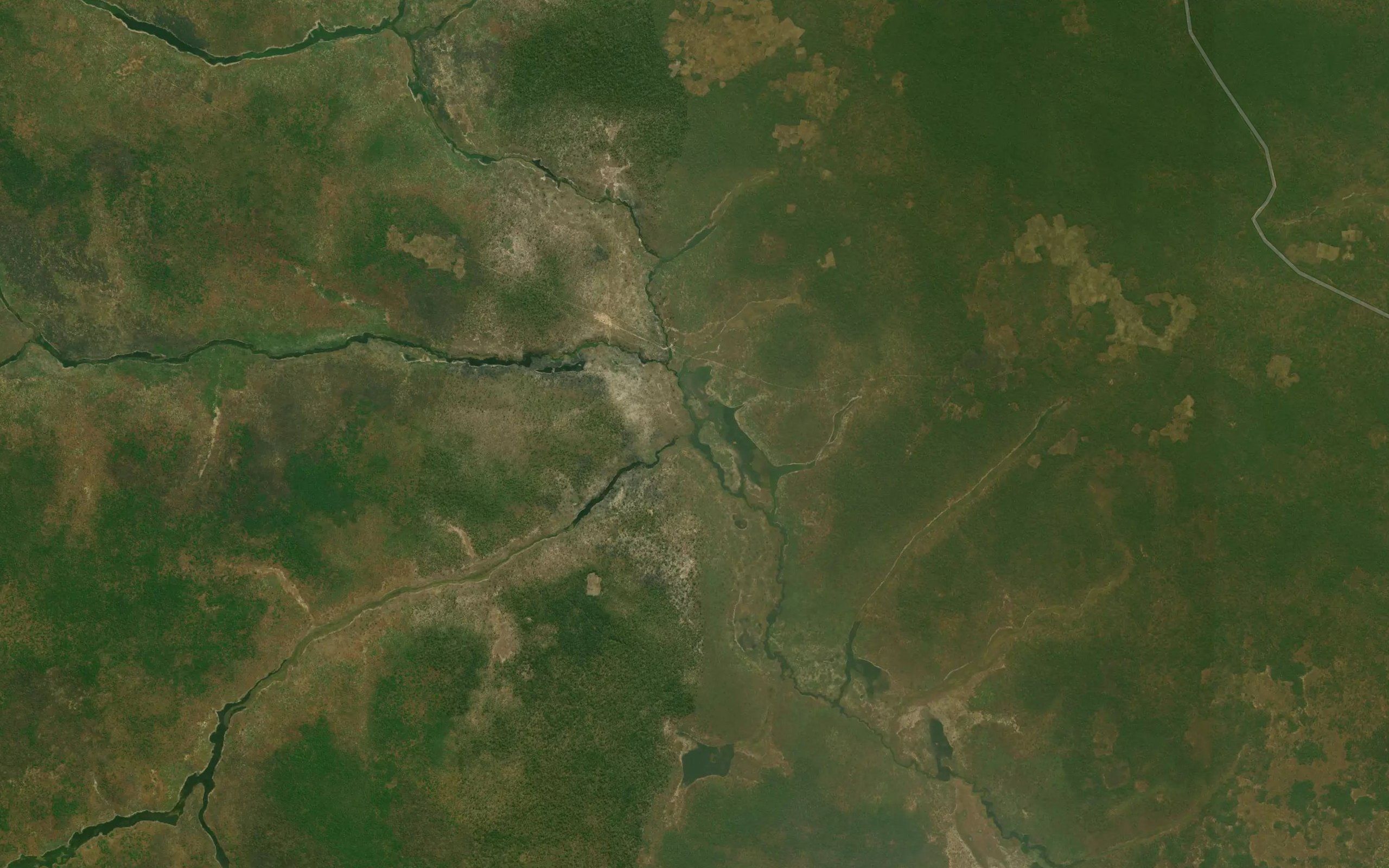 Cacuma