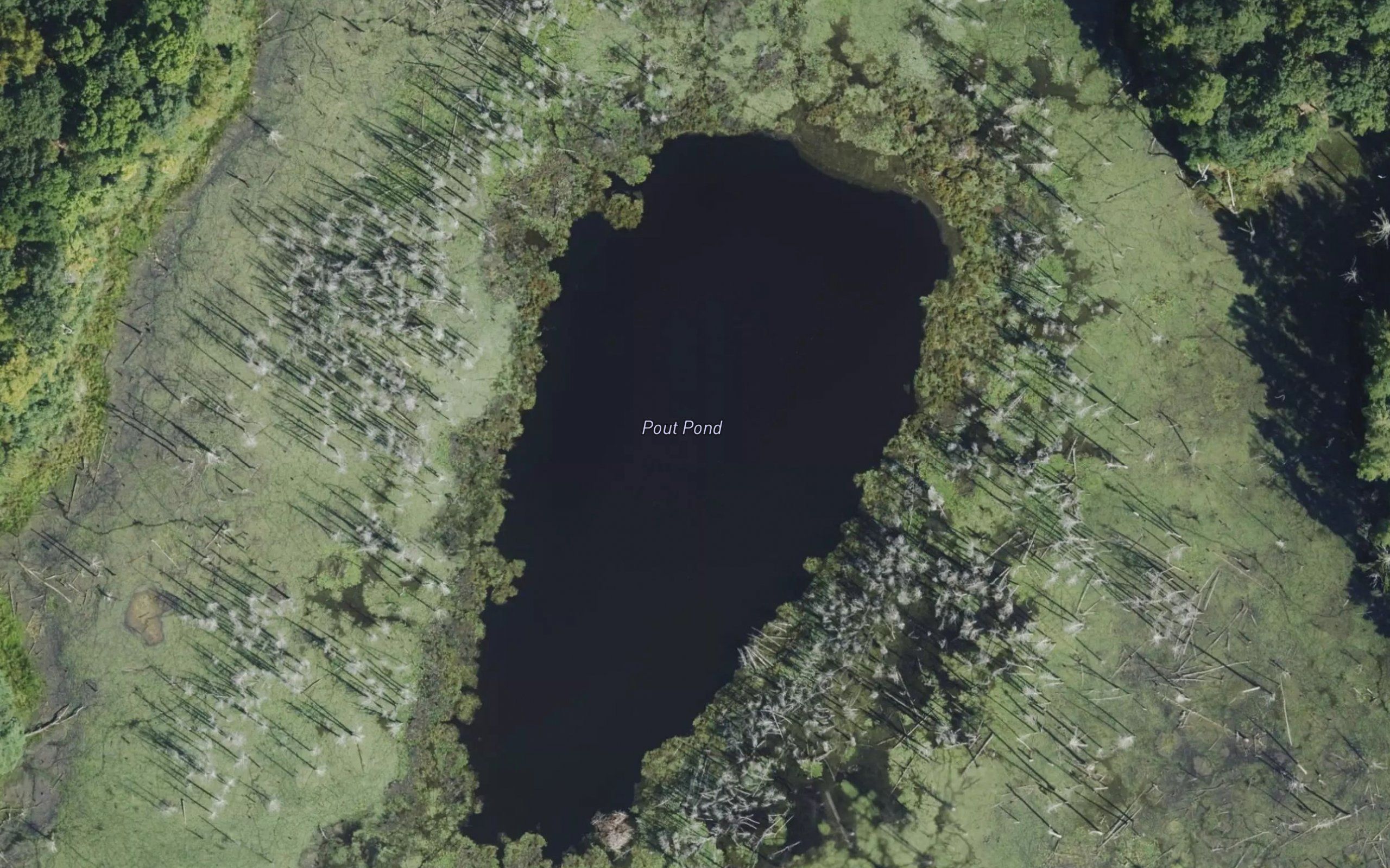 Pout Pond