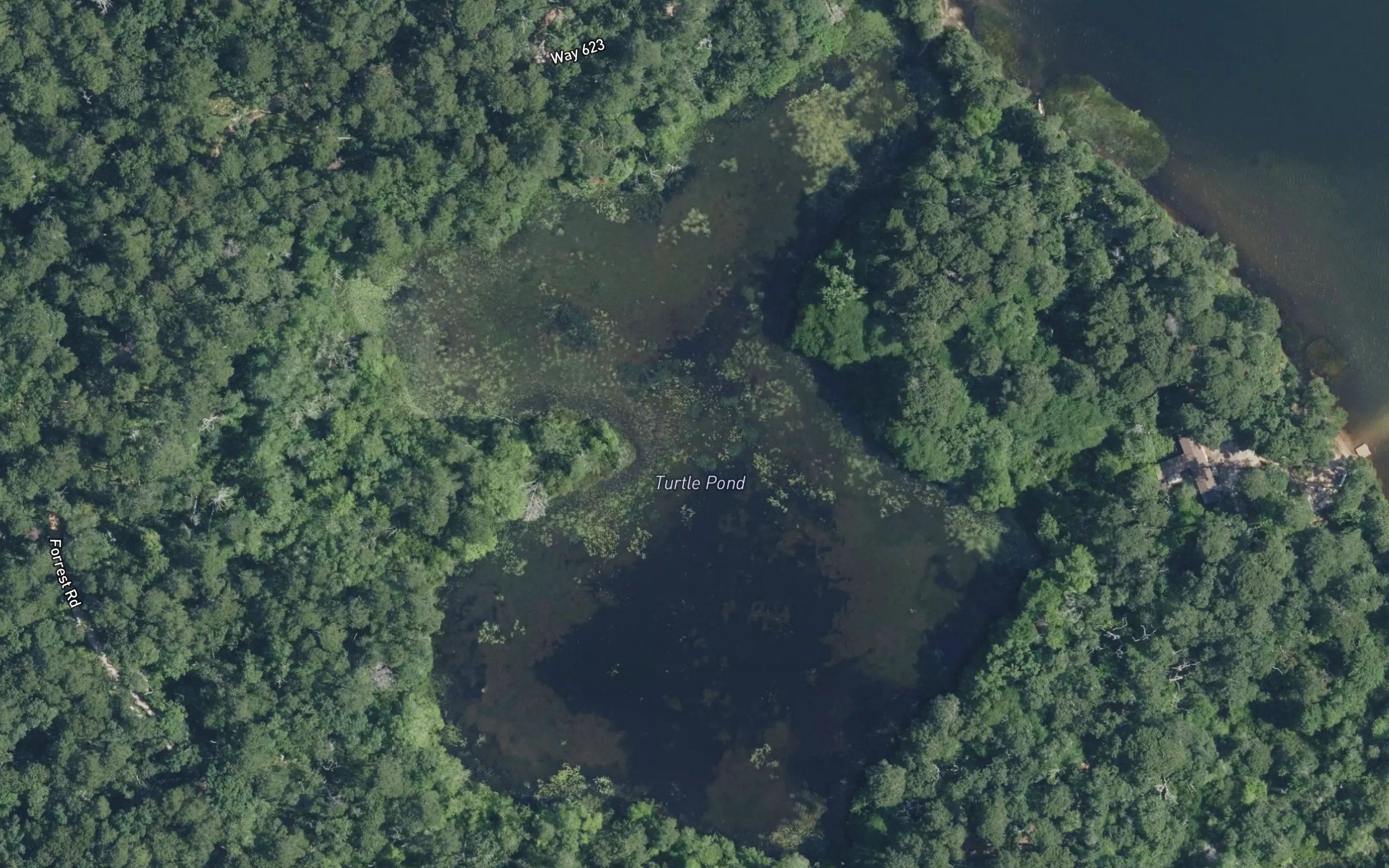 Turtle Pond