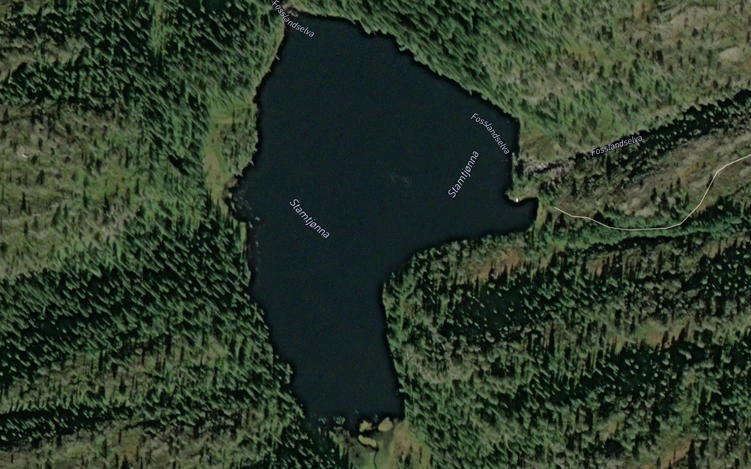 Stamtjorna