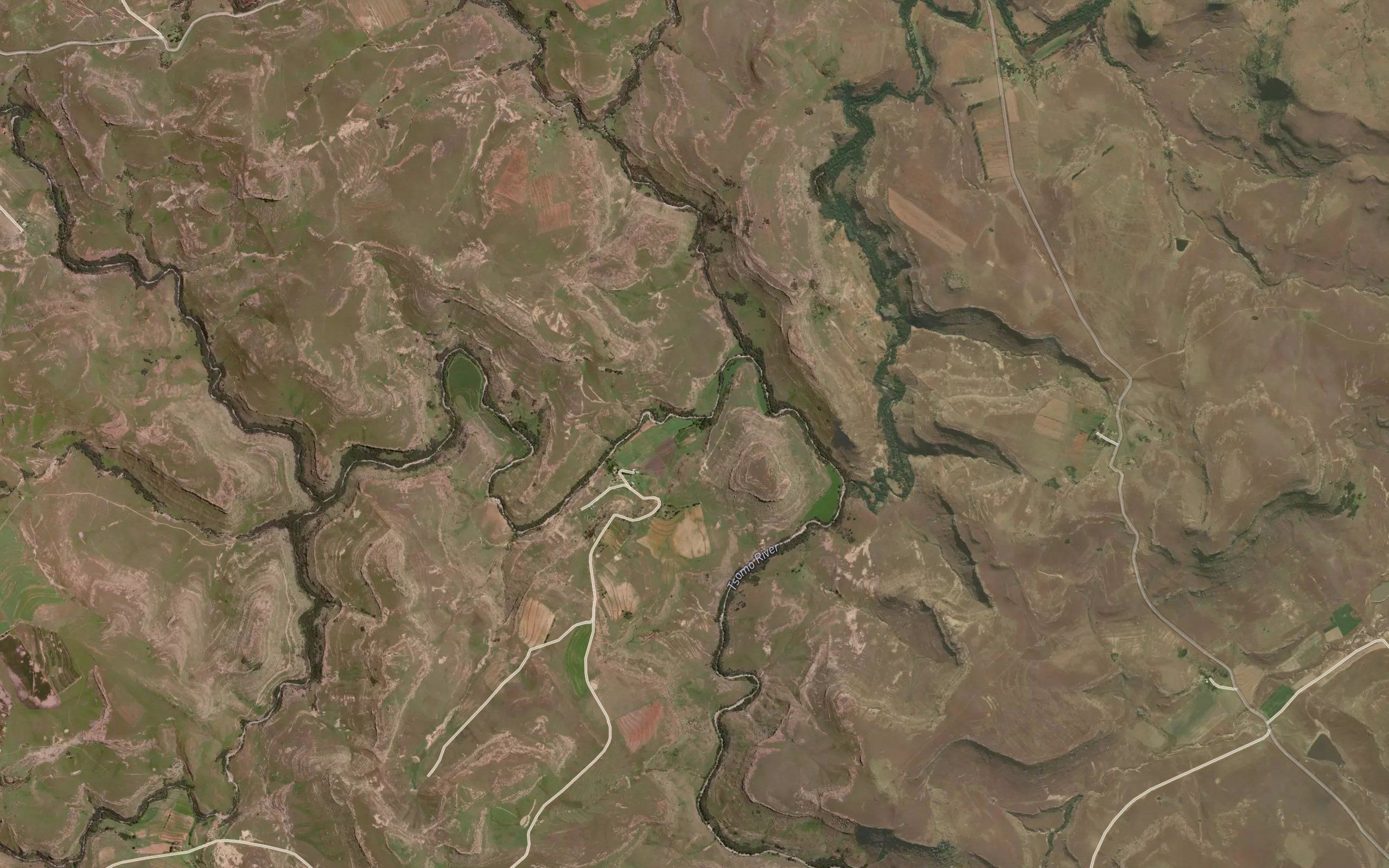 Ngcotyana