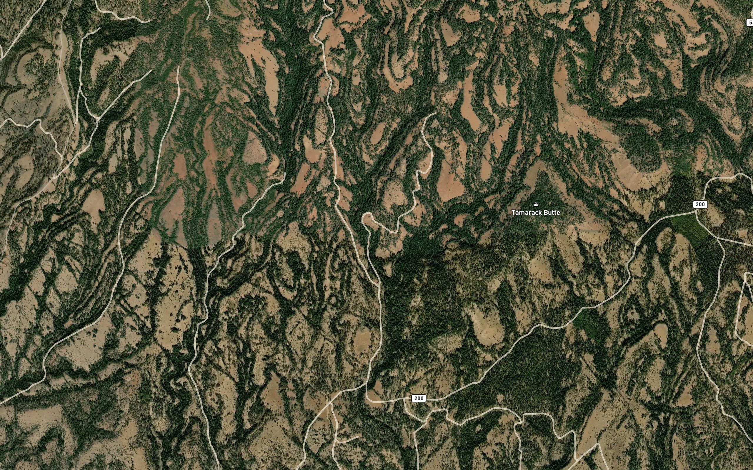 Tamarack Spring