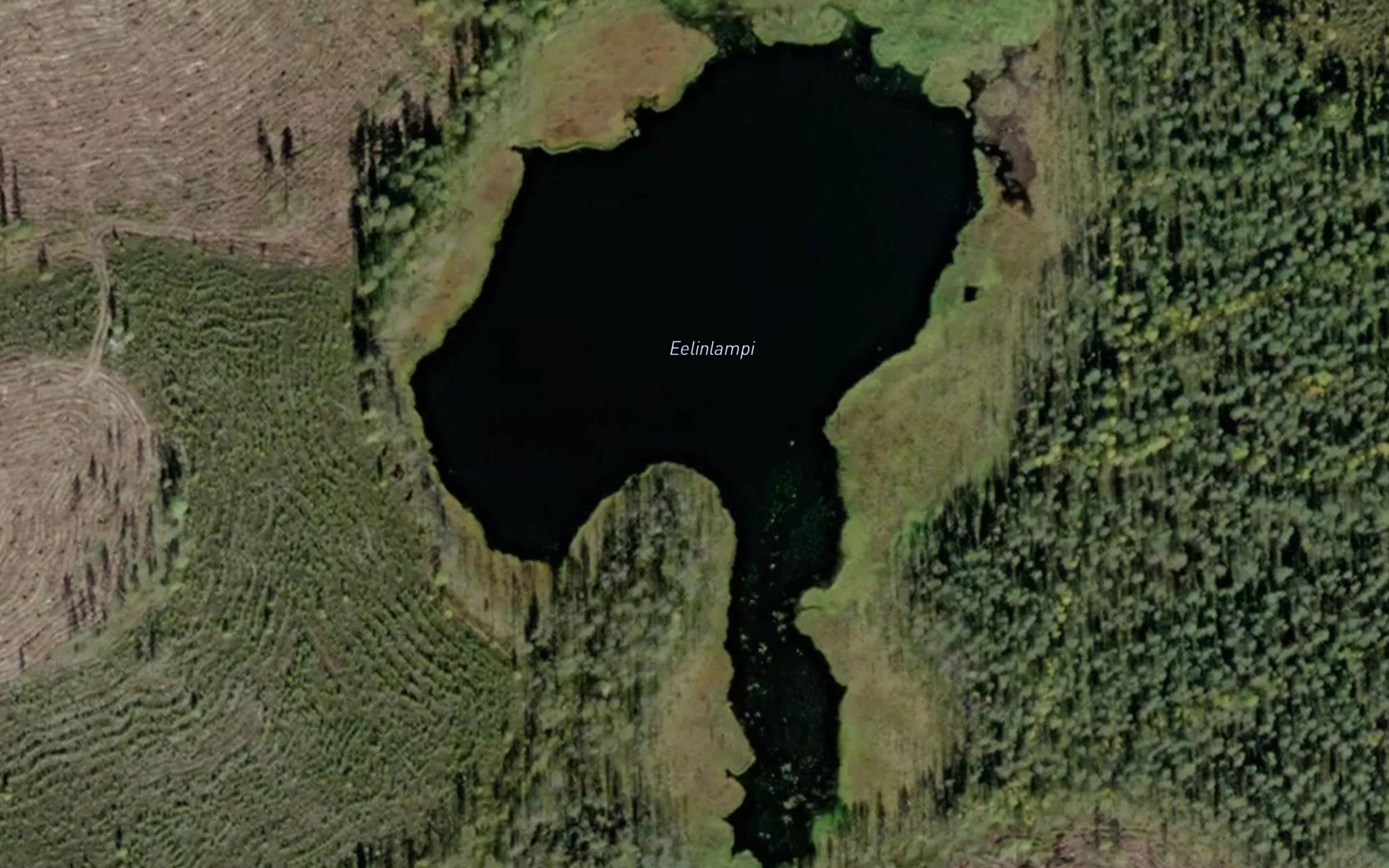 Eelinlammit