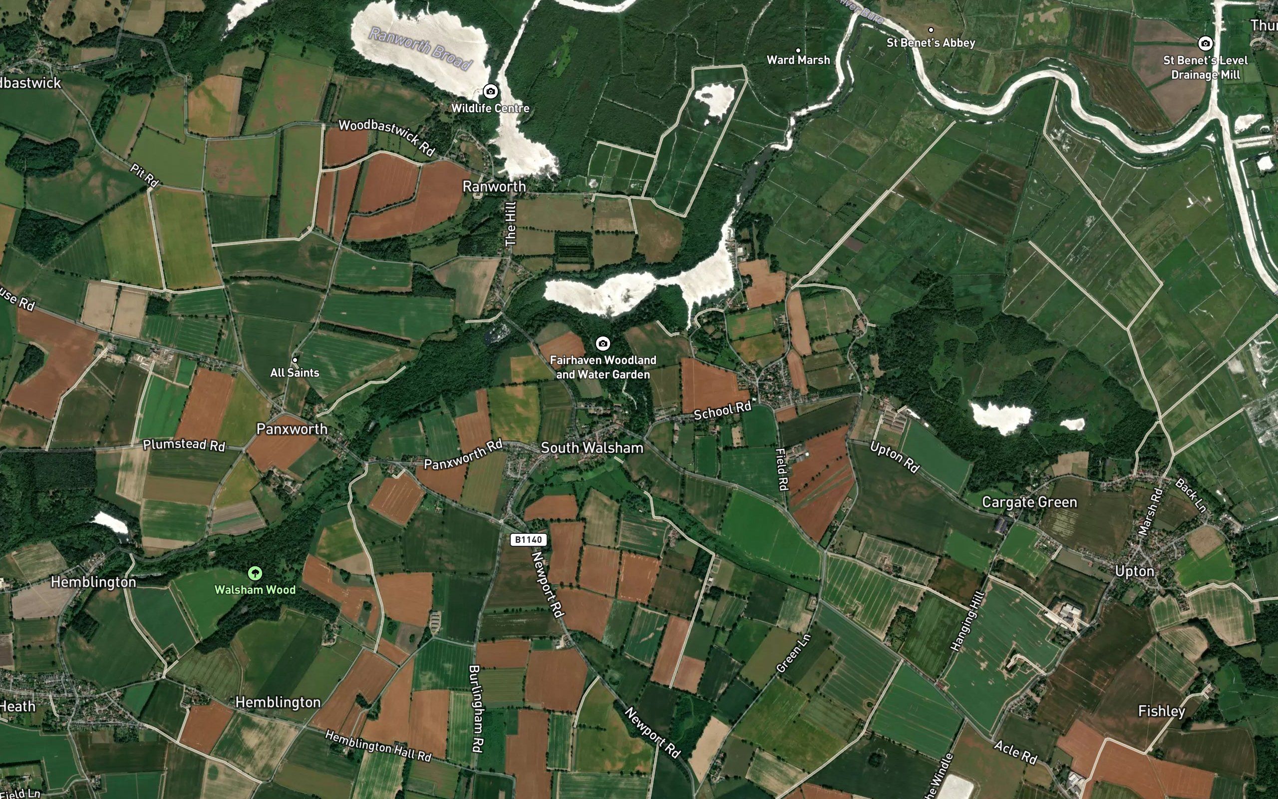 River Ant