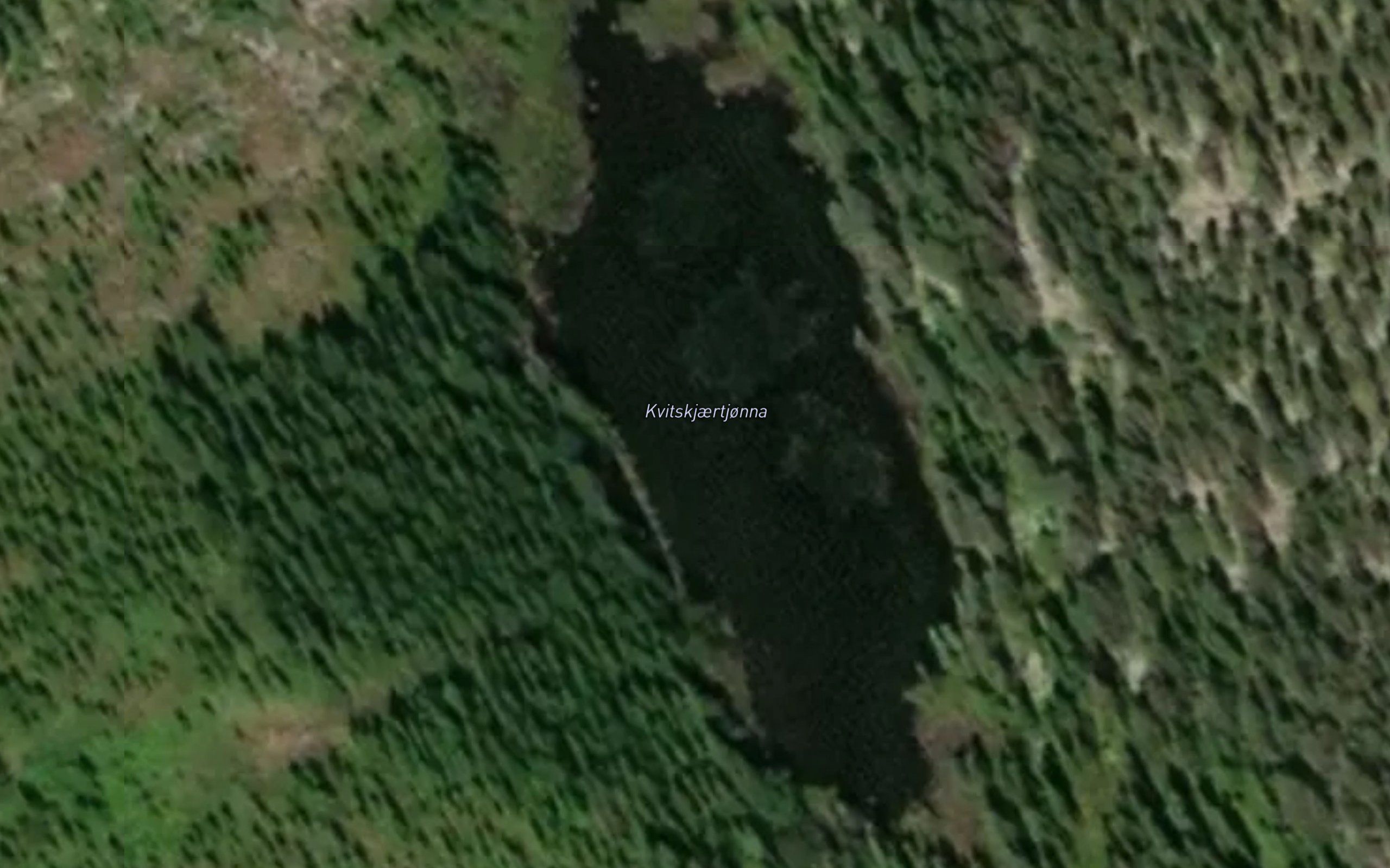 Kvitskjertjorna