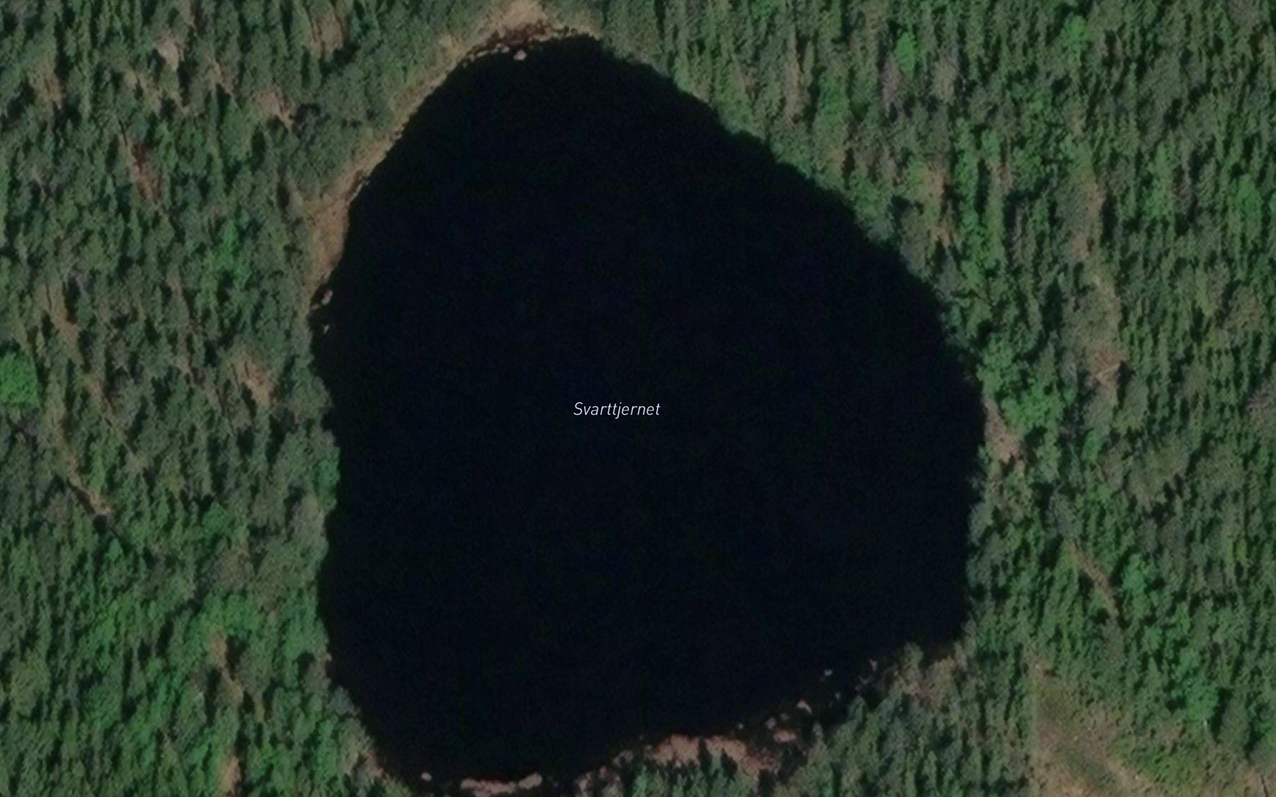 Svarttjenn