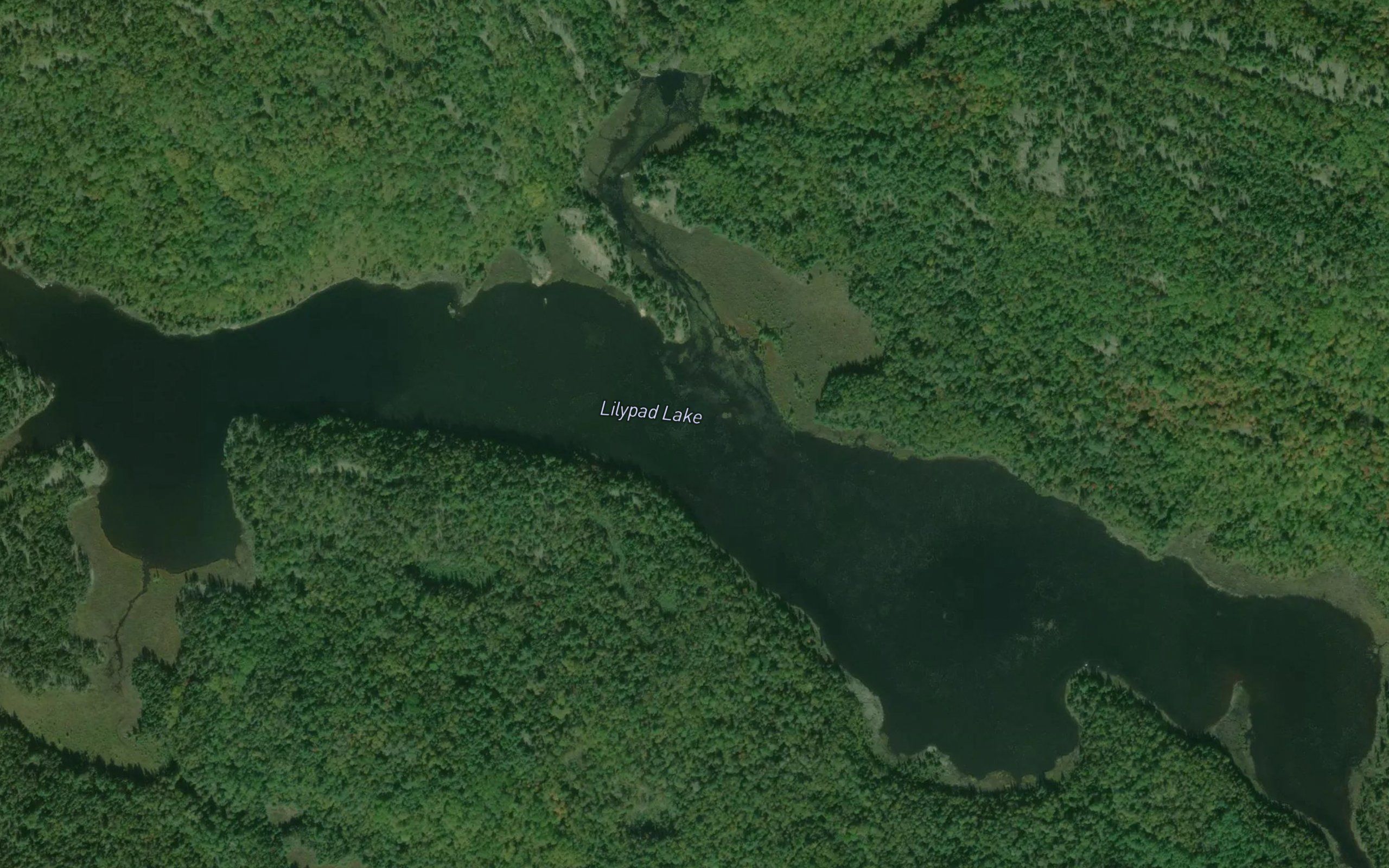 Lilypad Lake