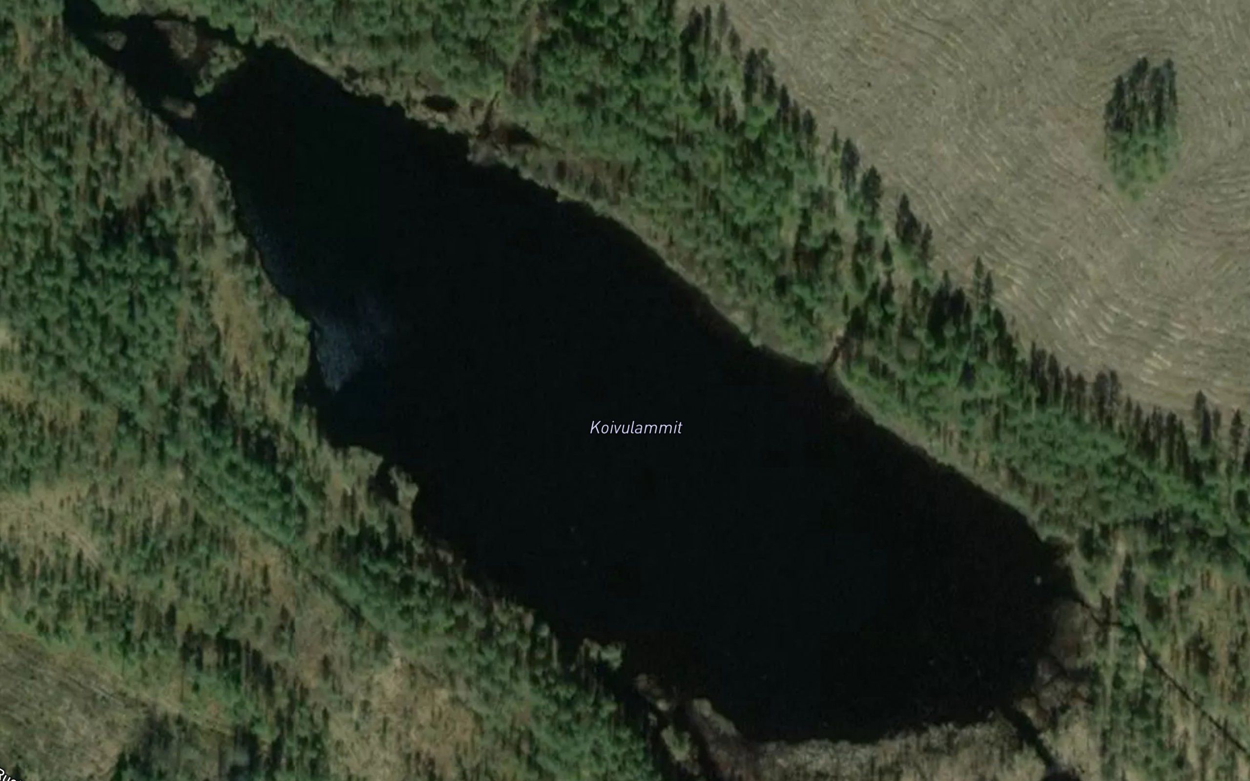 Koivulammit