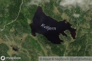 Kvitjern