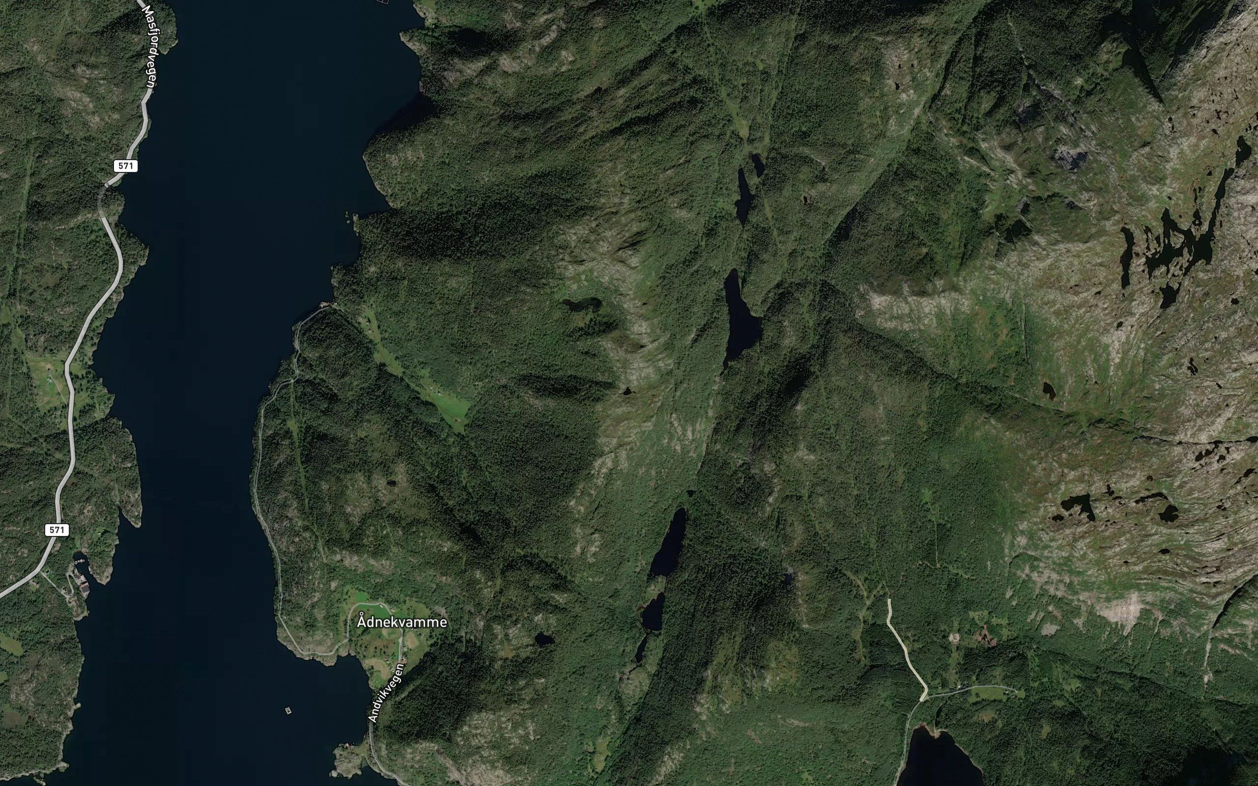 Lauvgjeltjorna