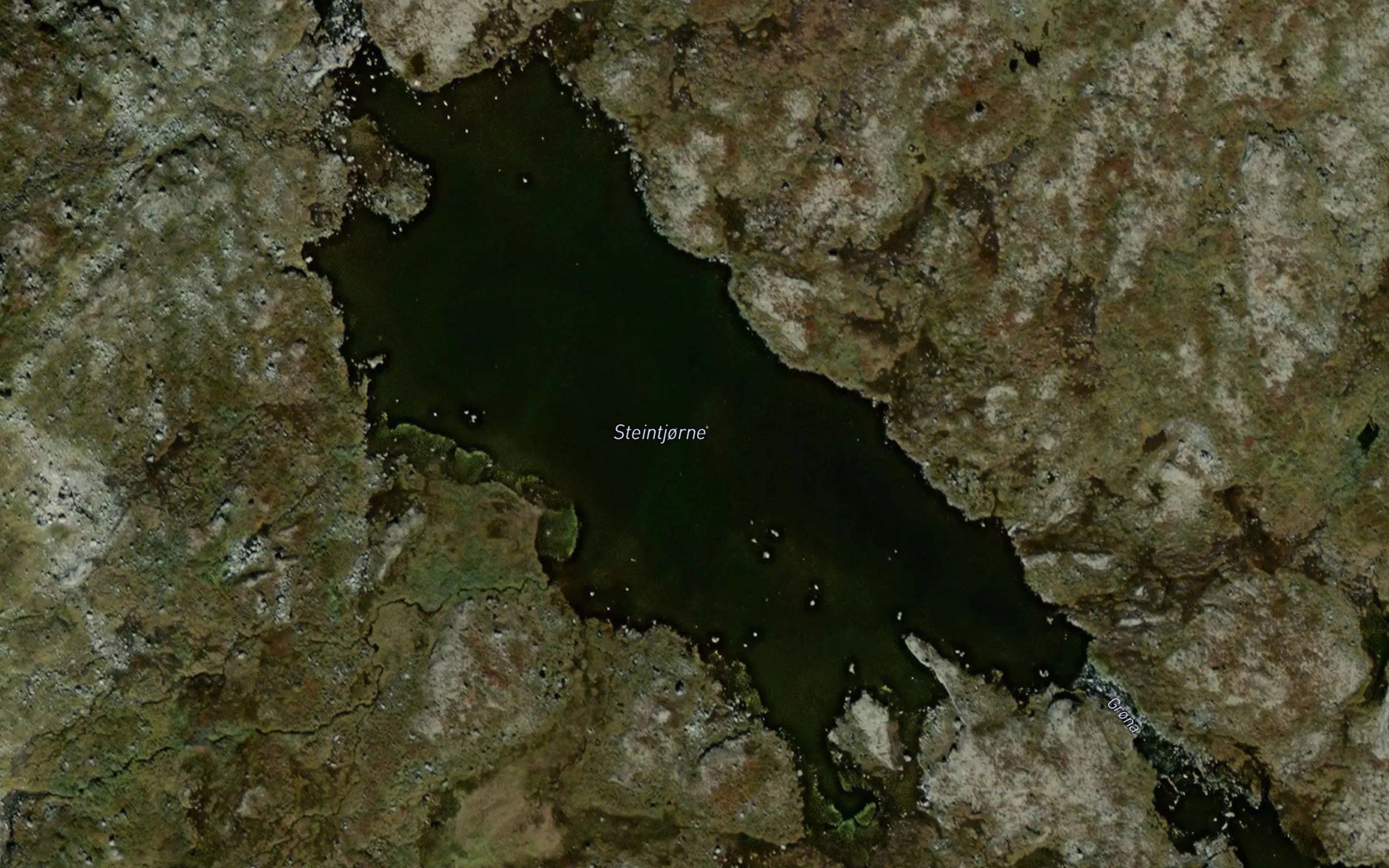 Steintjorne