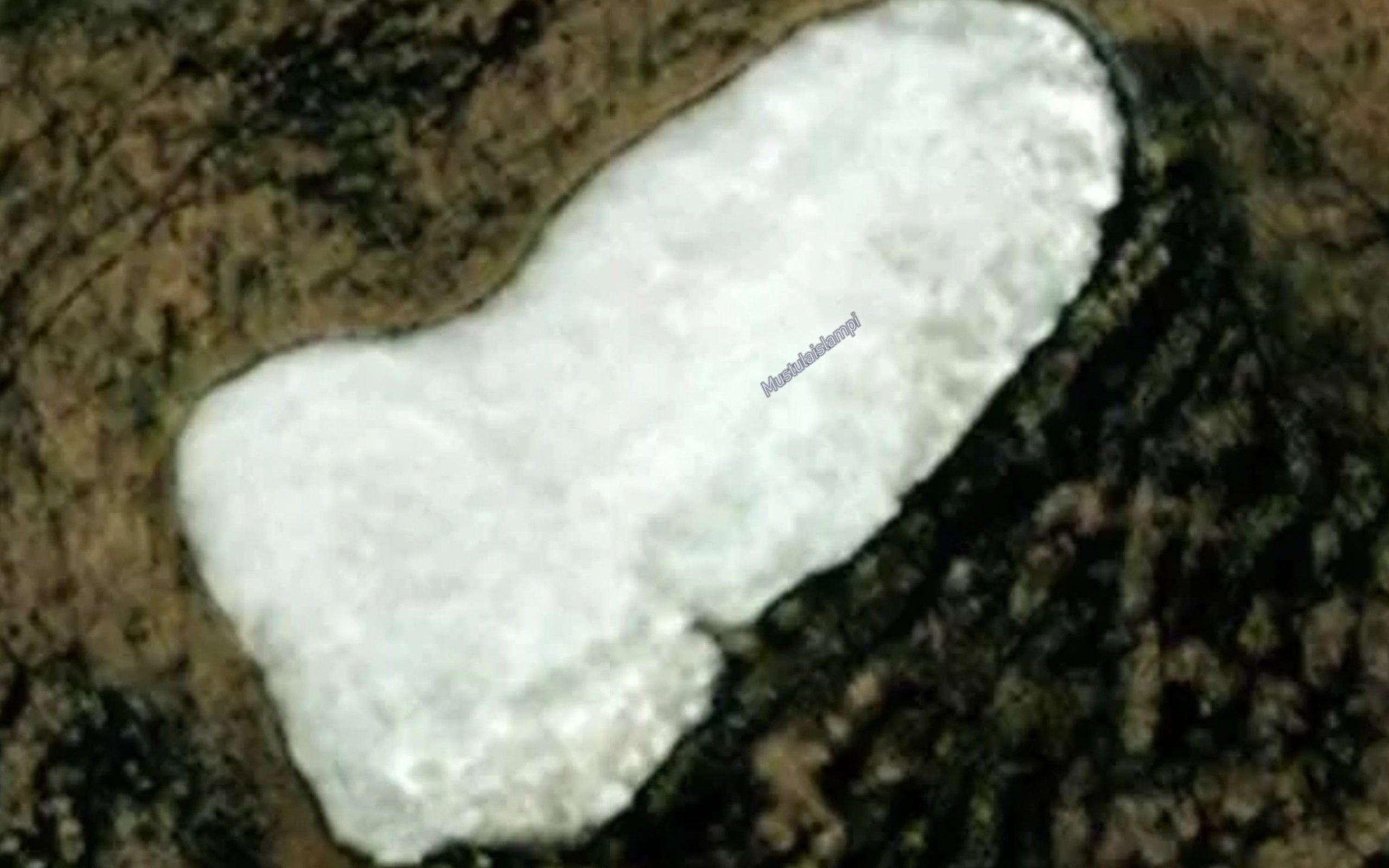 Mustulaislampi