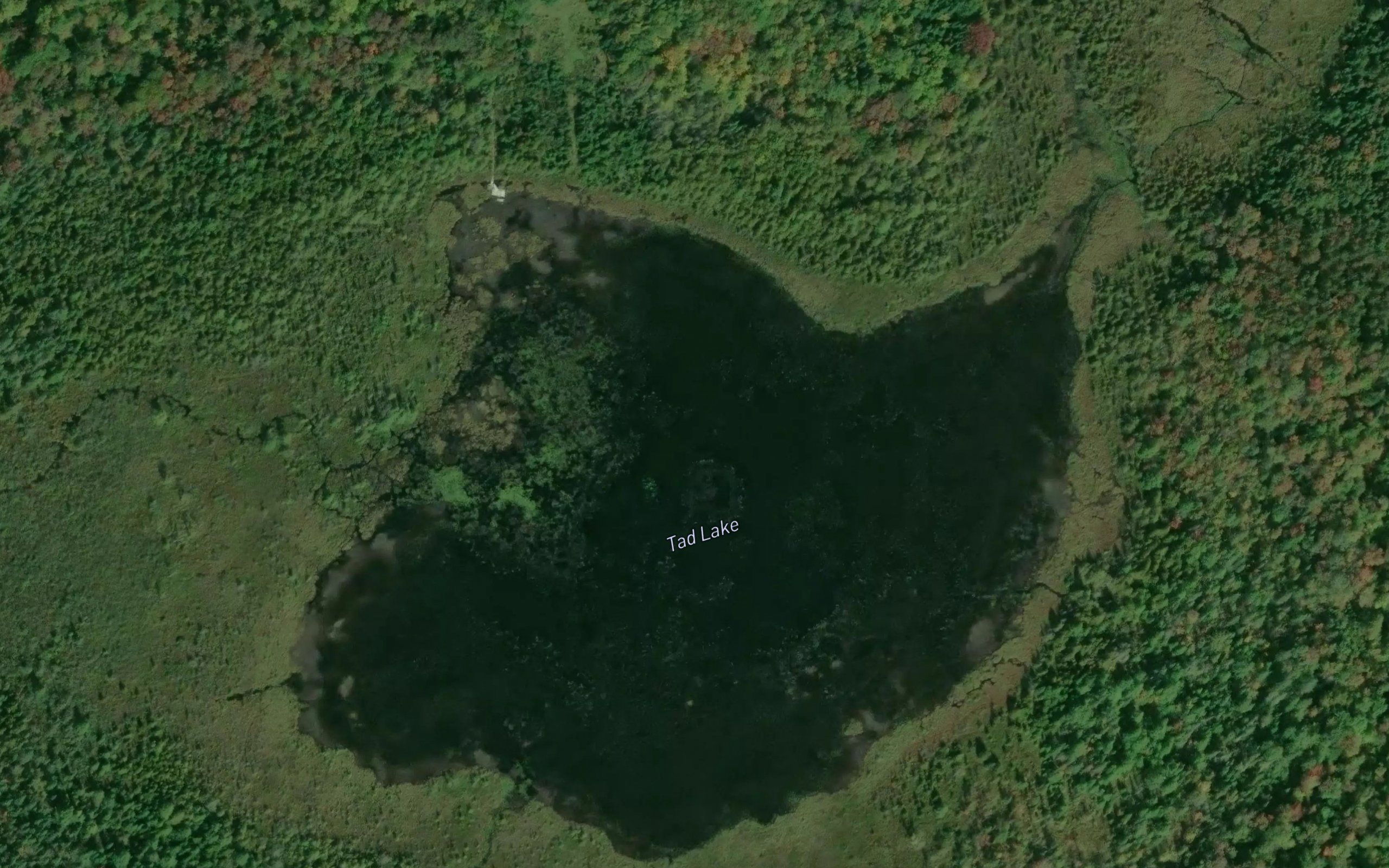 Tad Lake