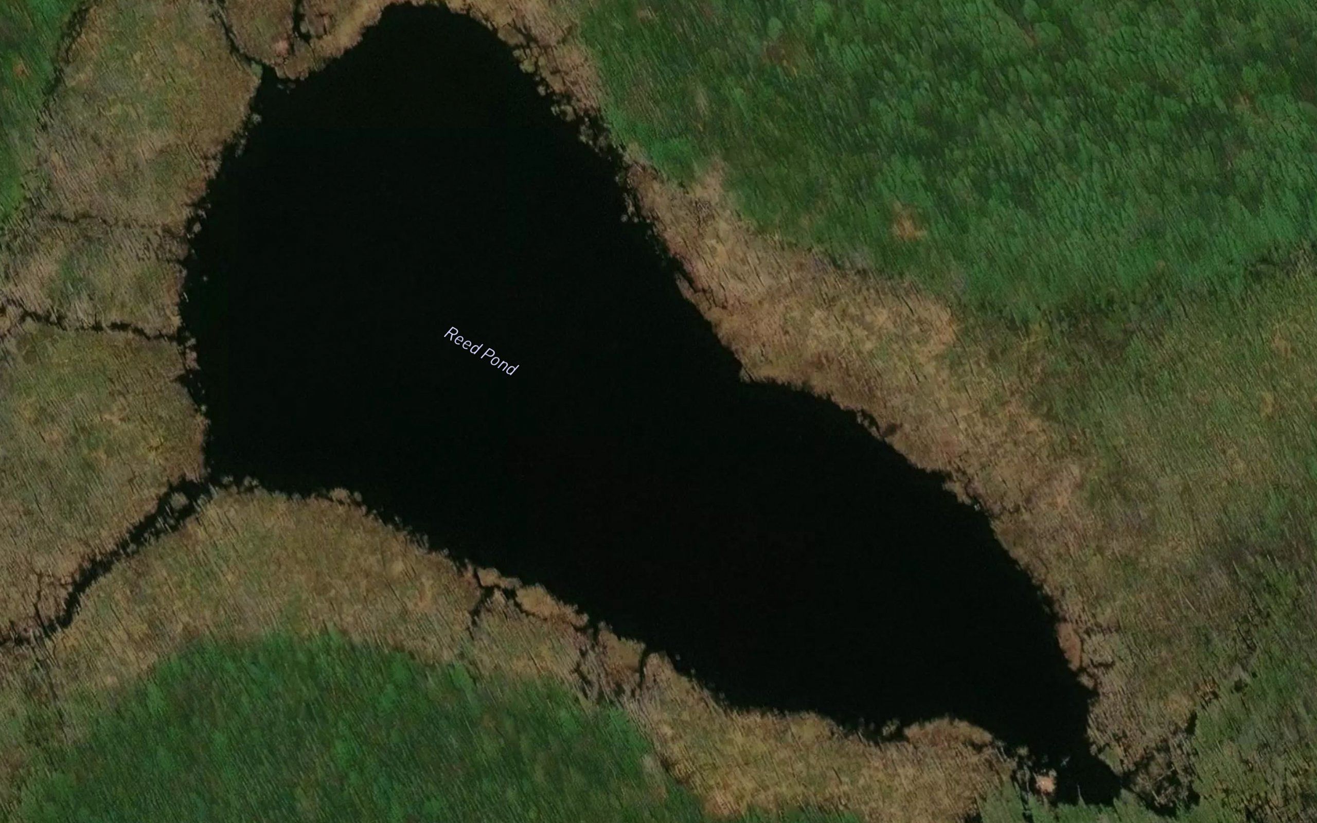 Reed Pond