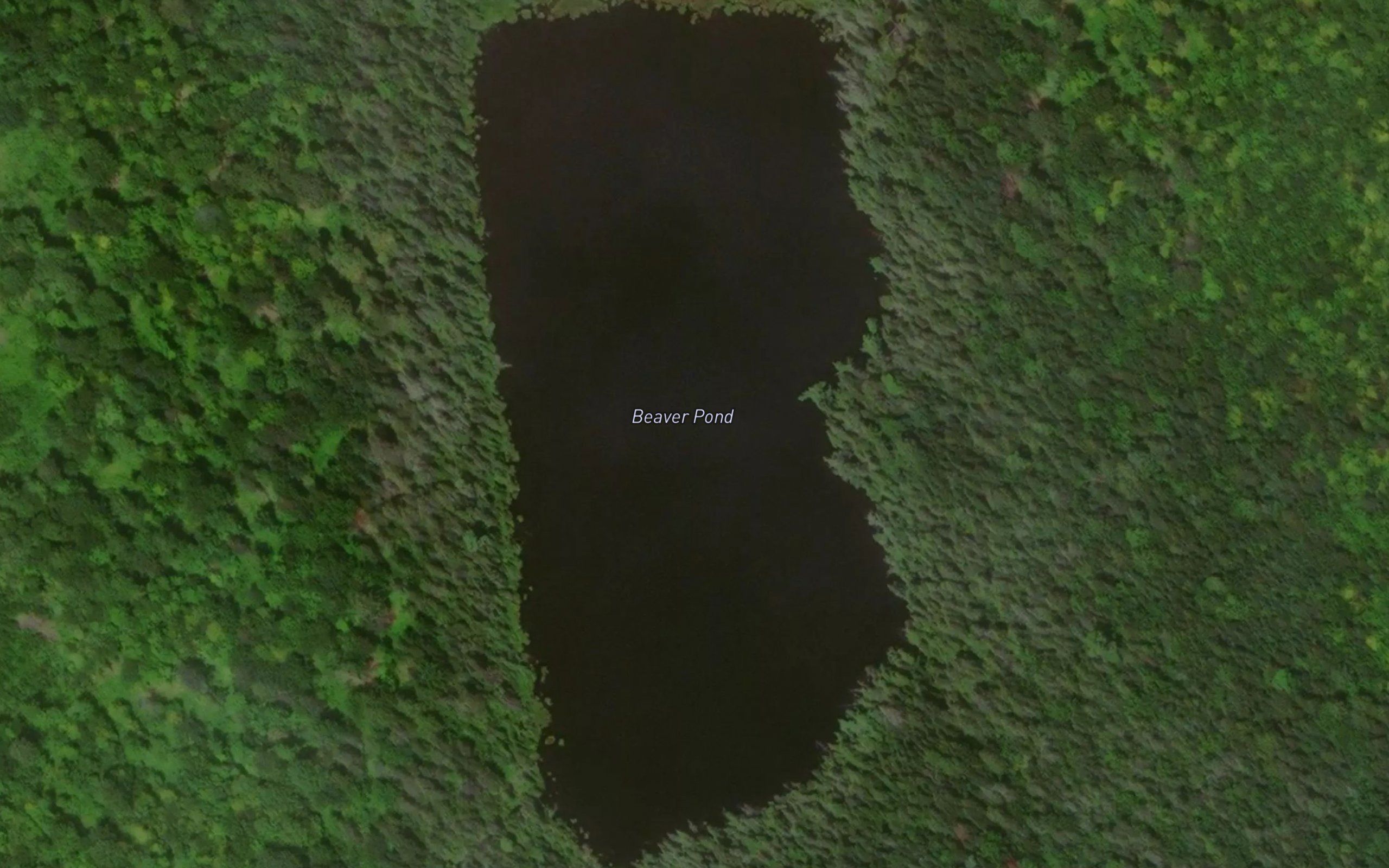 Beaver Pond