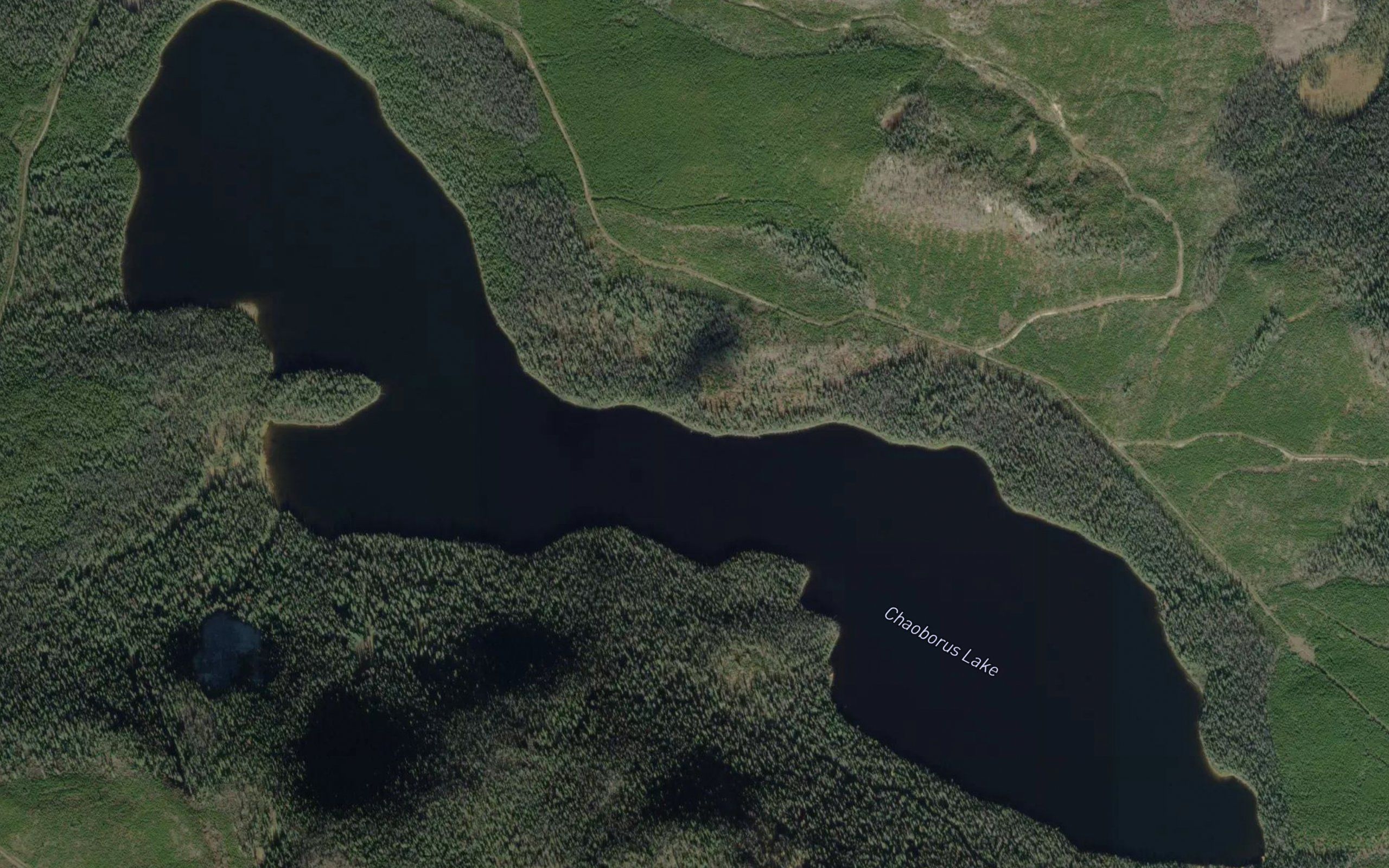 Chaoborus Lake