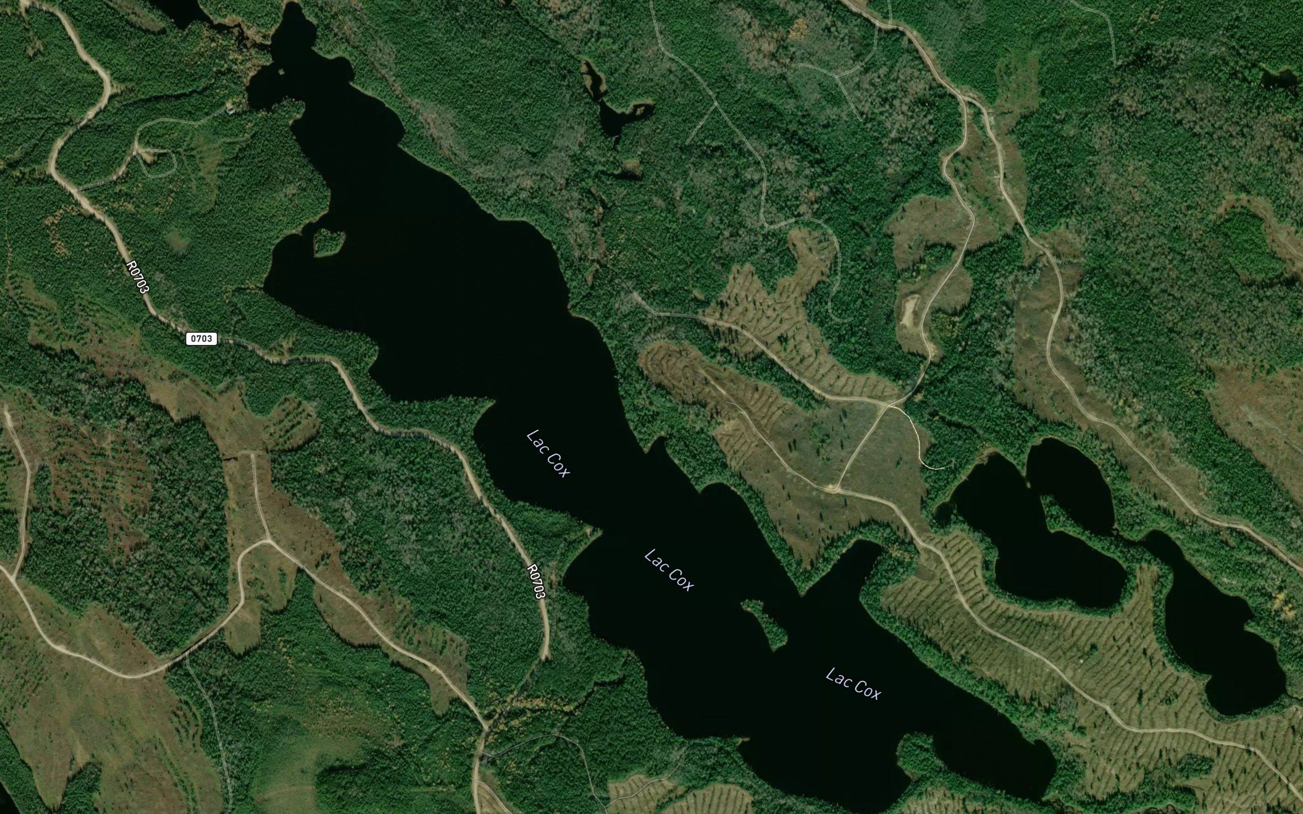 Lac Cox