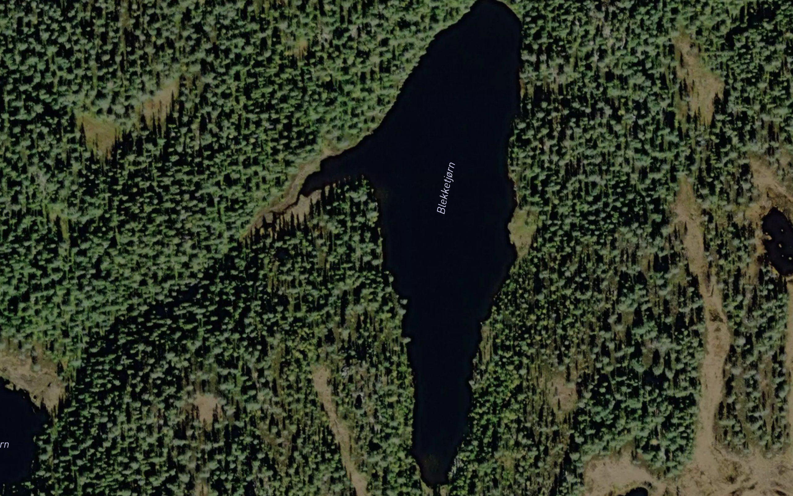 Blekketjorn