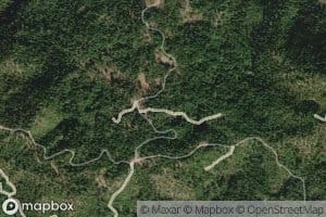 Fir Root Spring