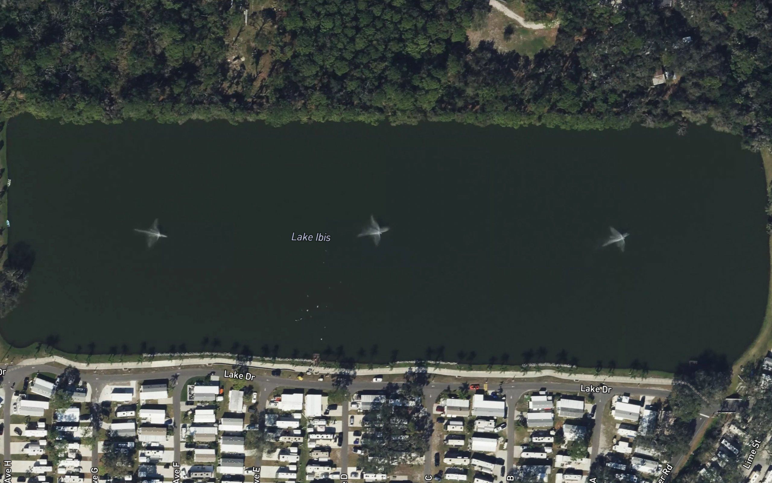 Lake Ibis