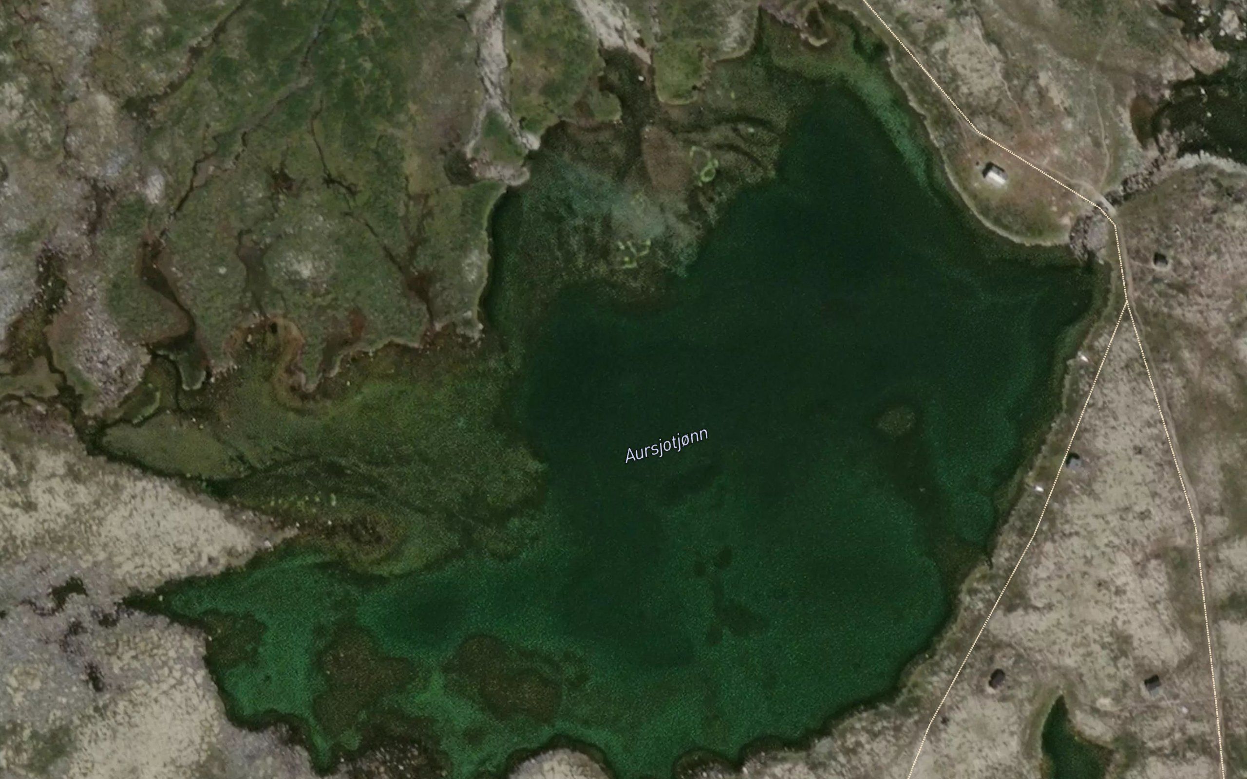 Aursjotjorni