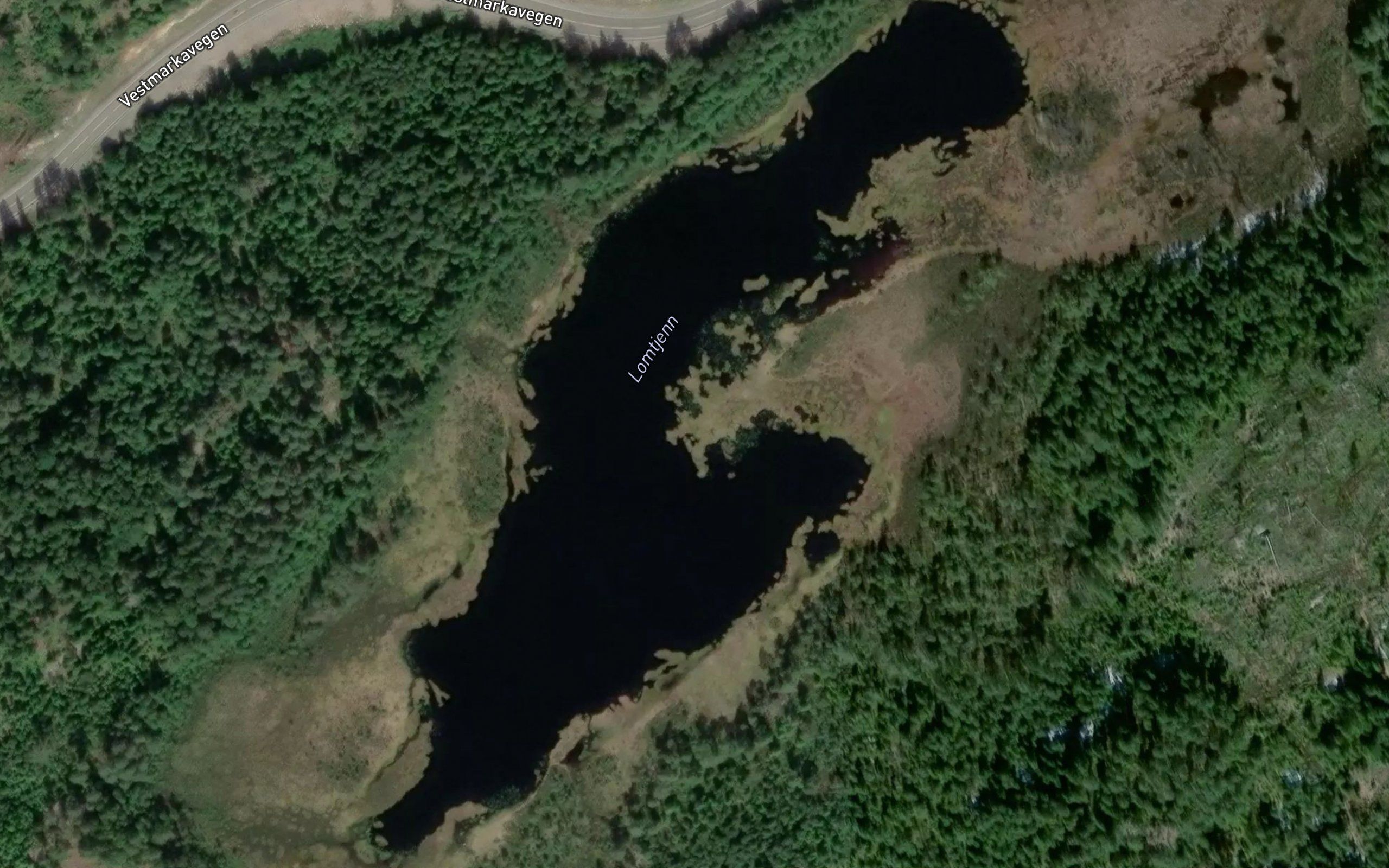 Lomtjern