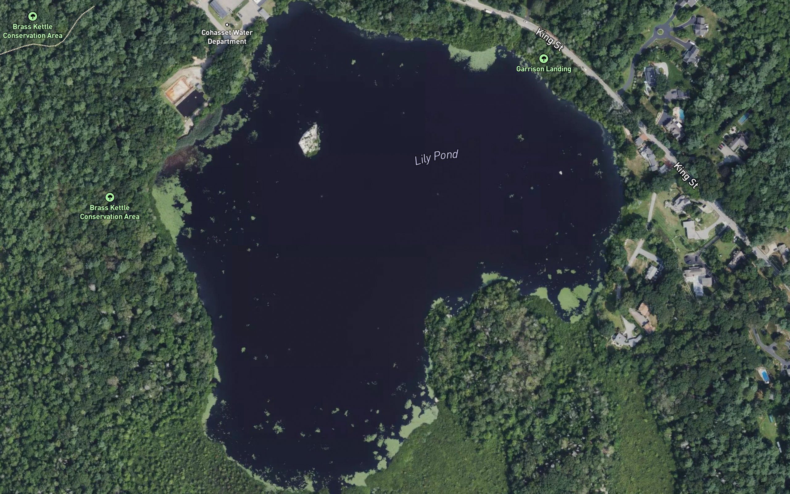 Lily Pond