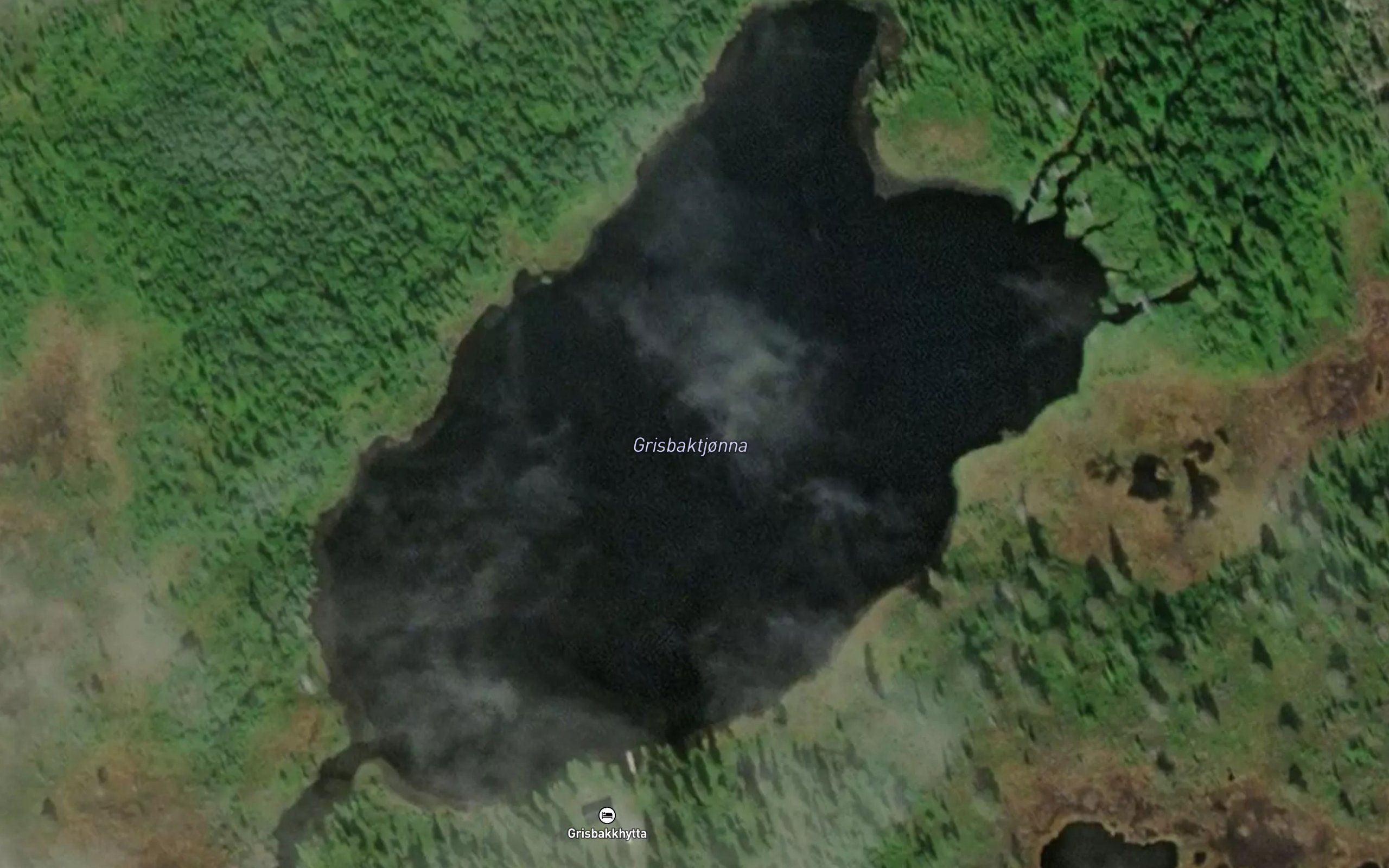 Grisbakktjorna