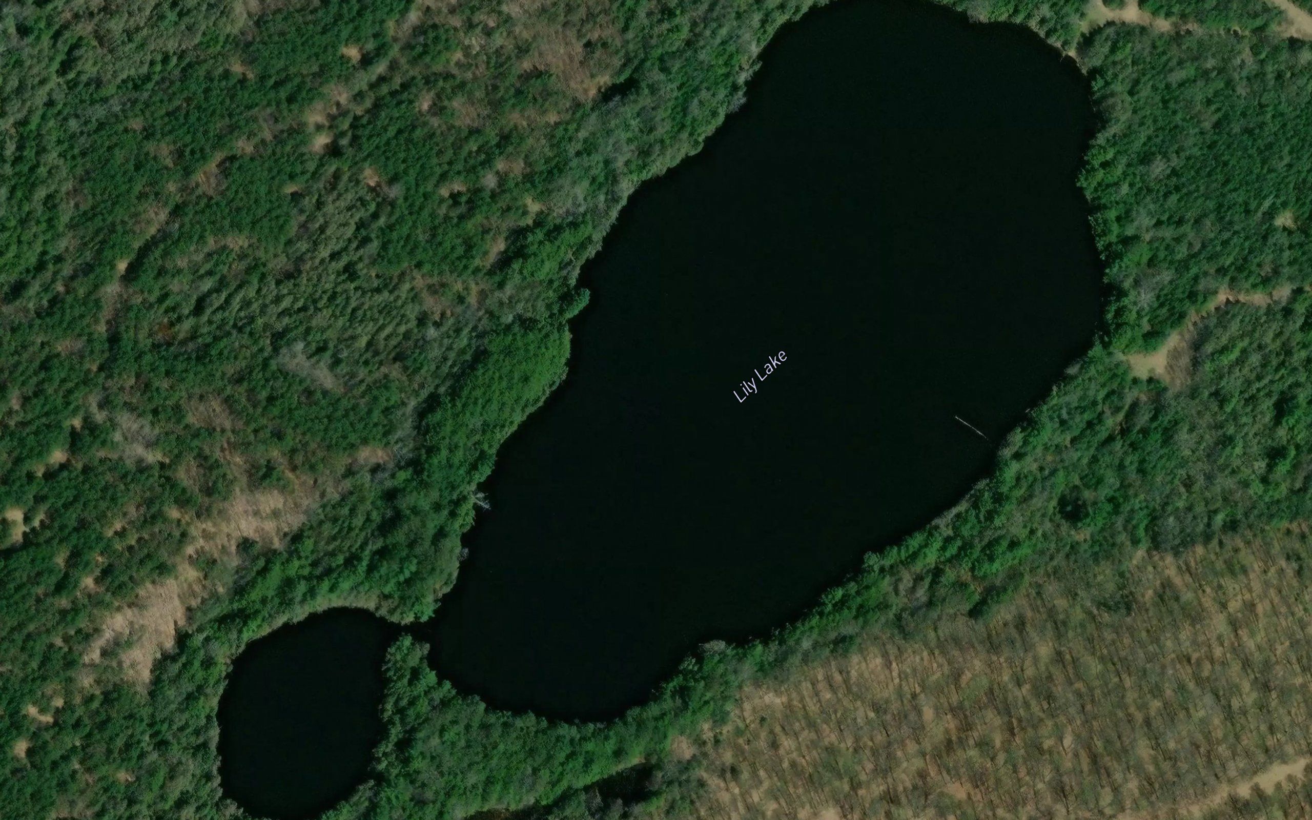 Lily Lake