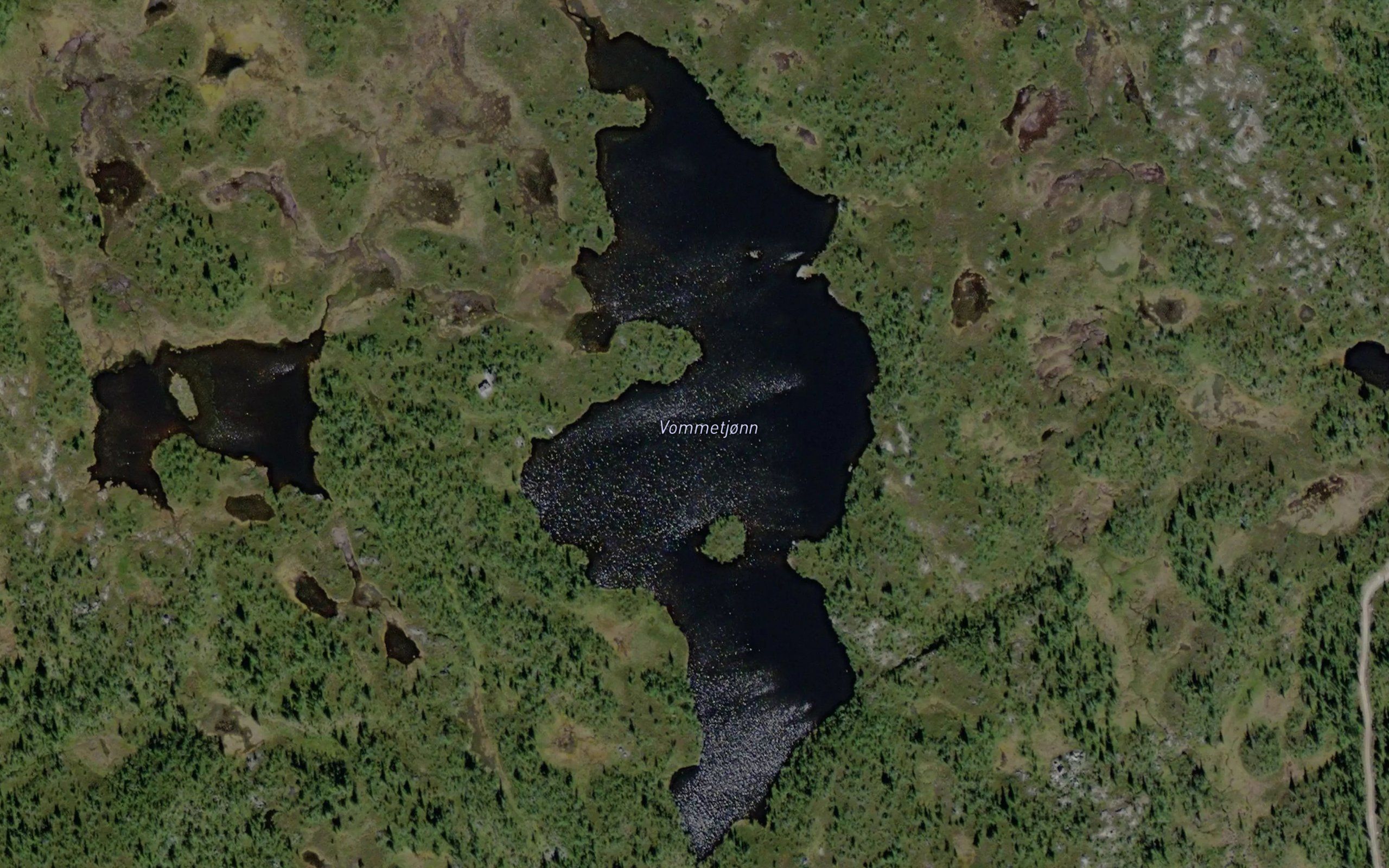 Vommetjorn