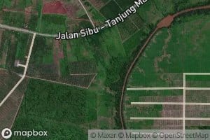 Loba Bunut Laut