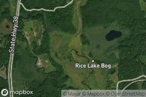 Rice Lake Bog