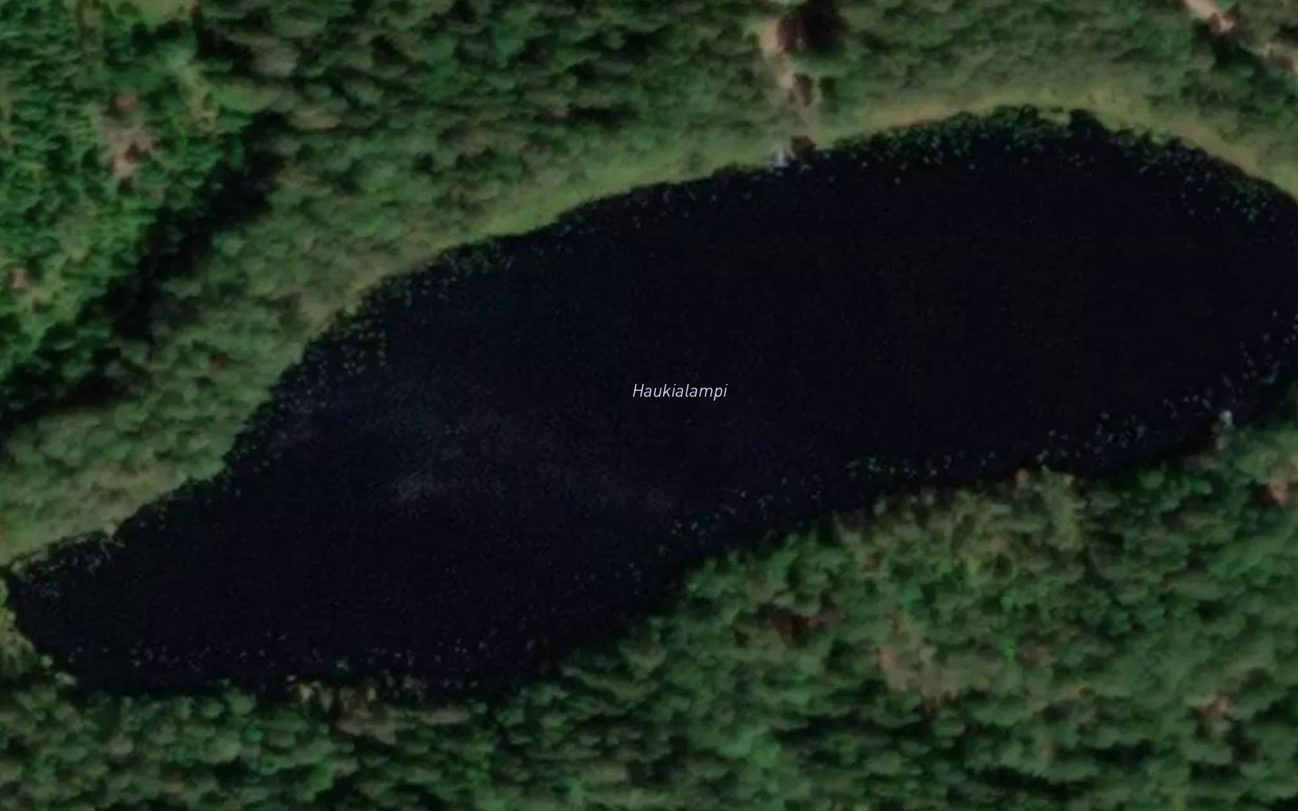 Haukialammi