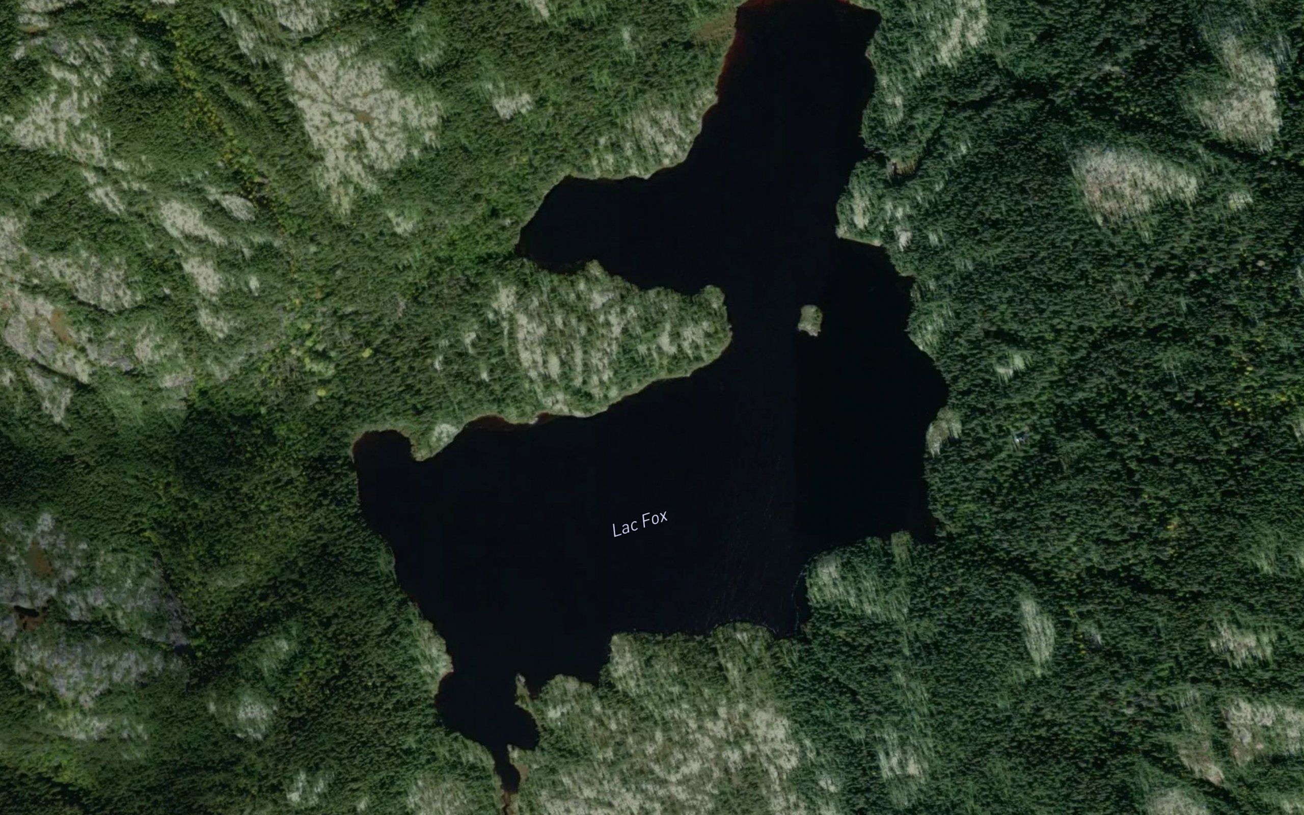 Lac Fox