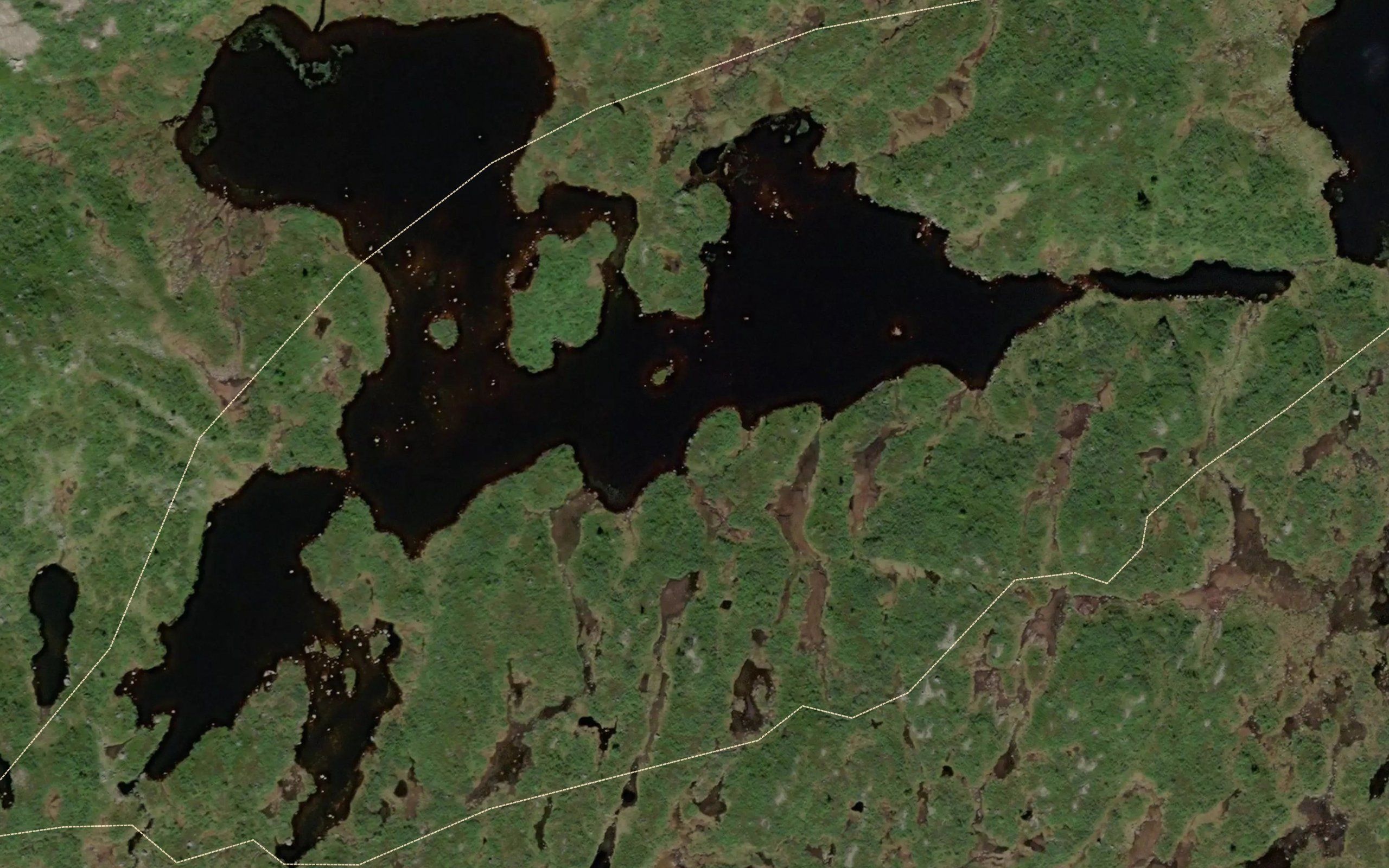 Krokevatni,austre