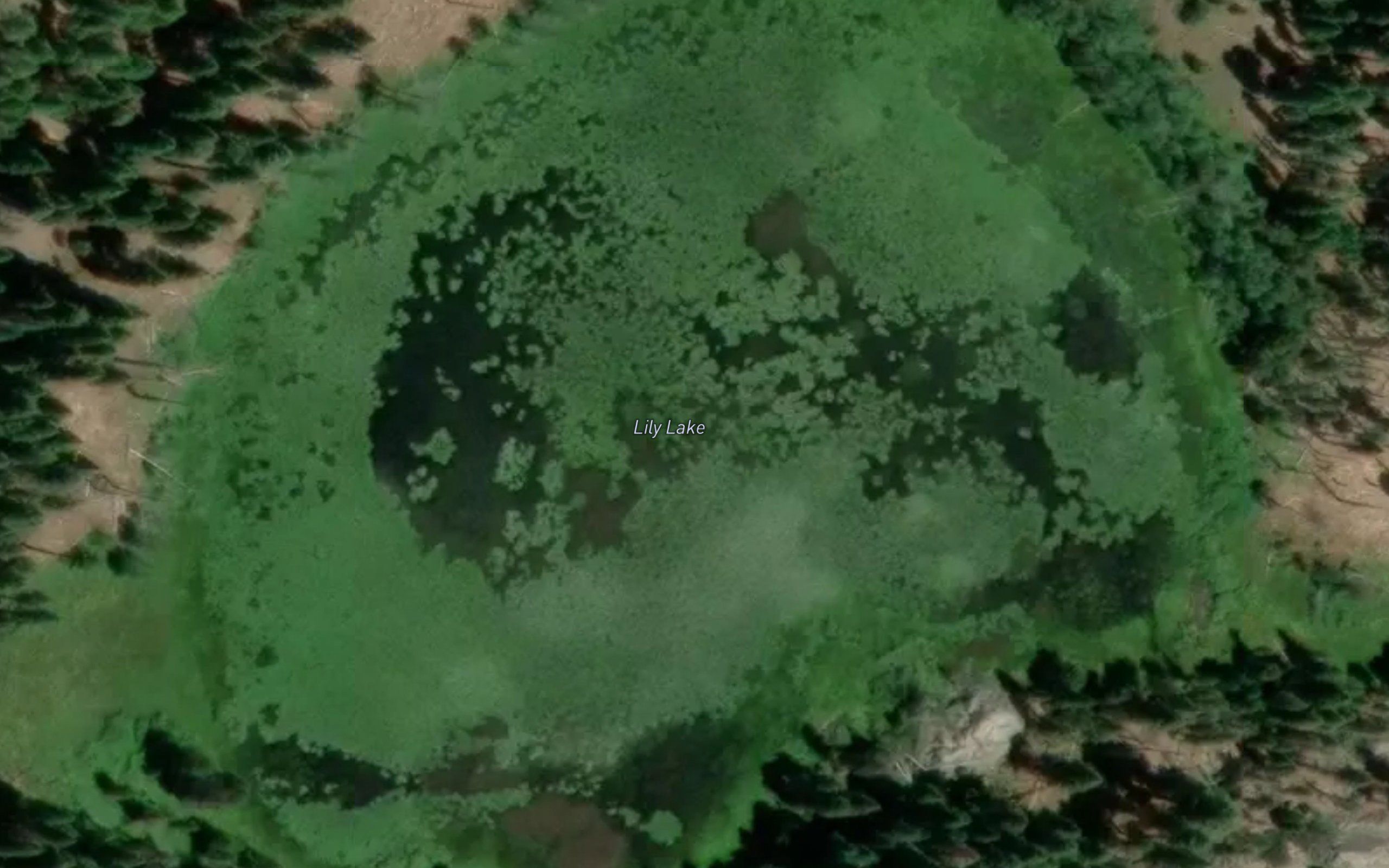 Lily Lake