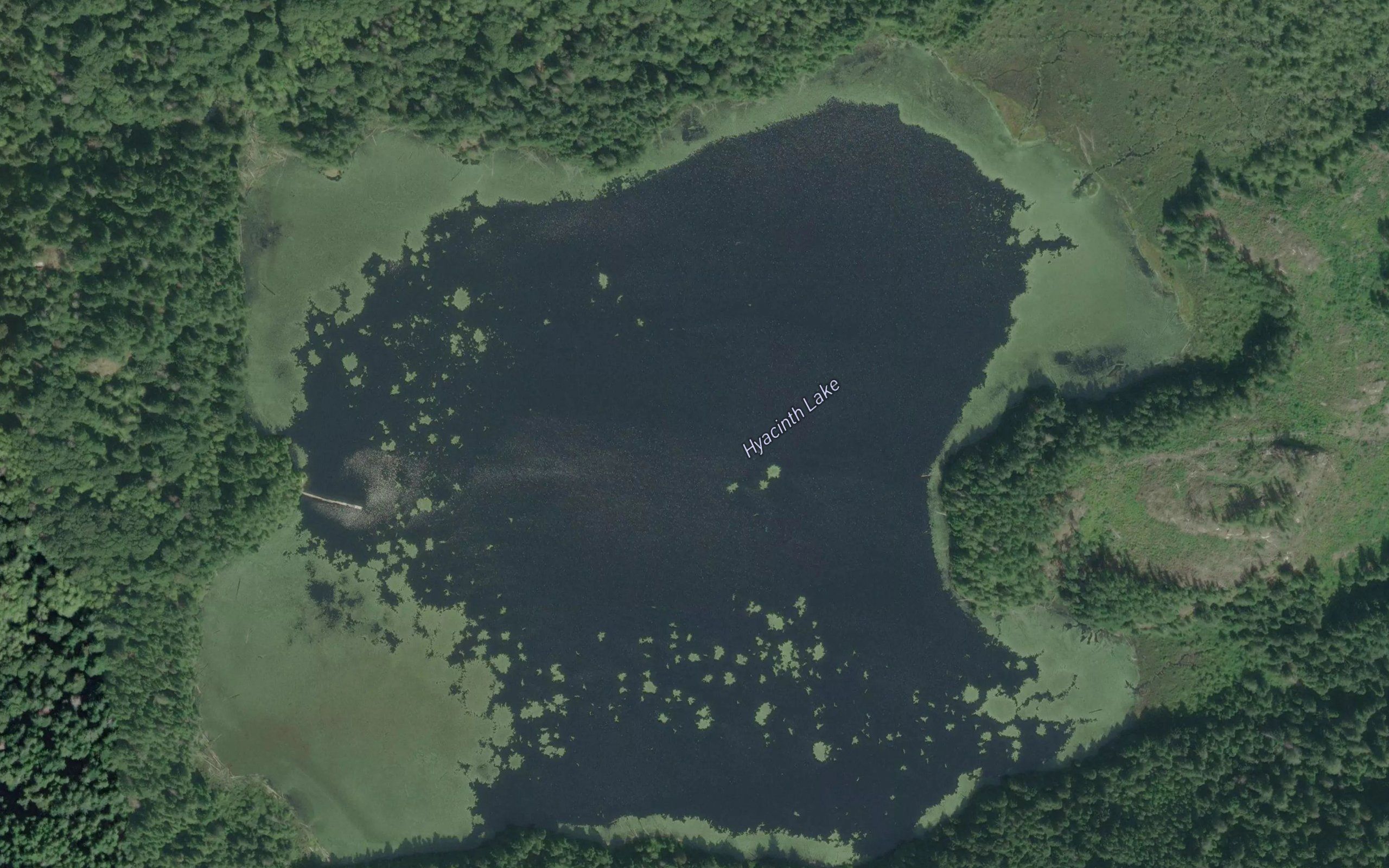 Hyacinth Lake