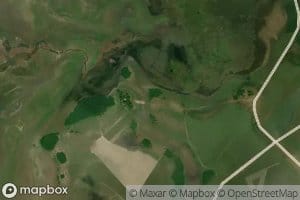 Canada de Pajaro Pinto