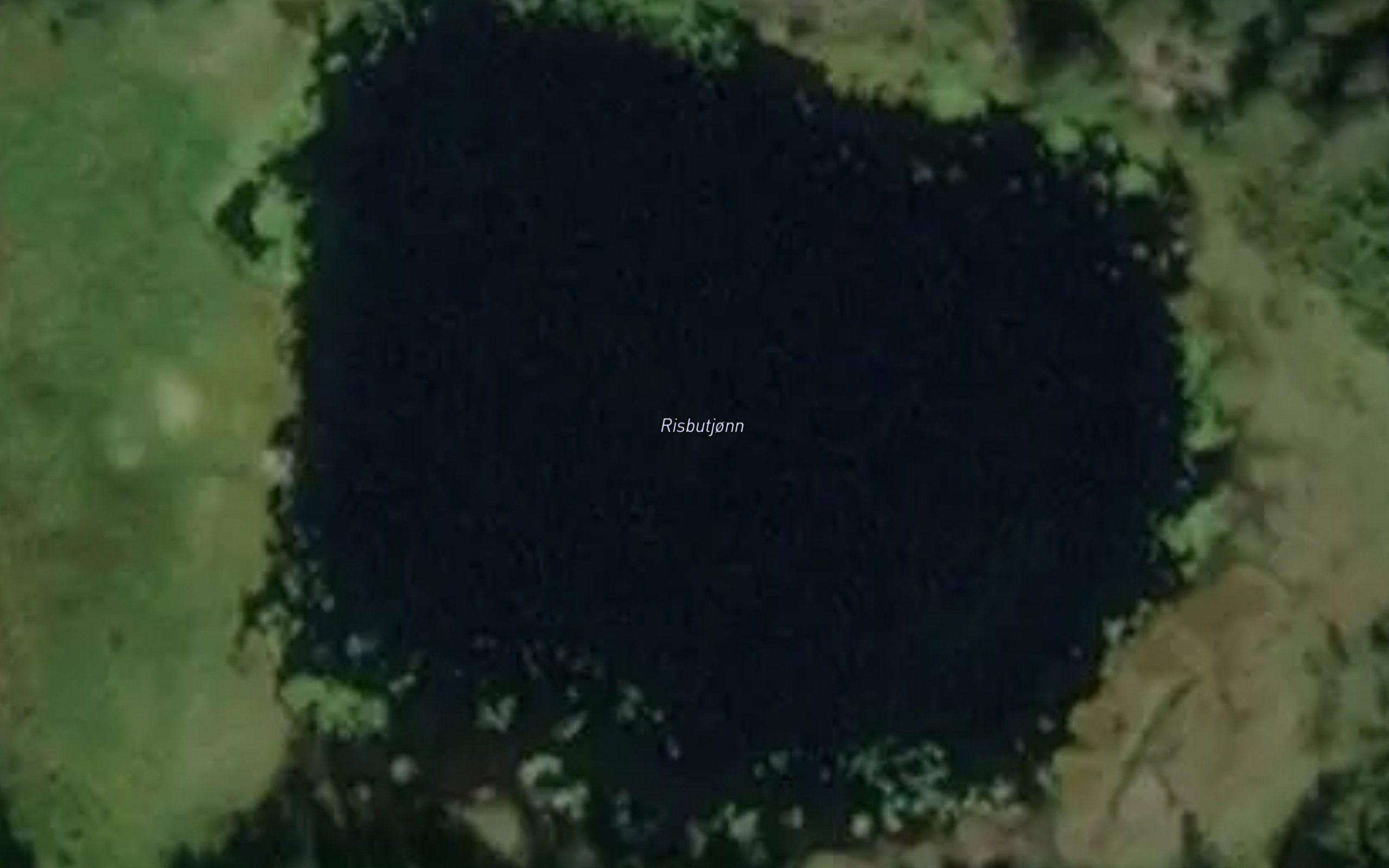 Risbutjonn