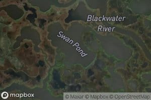 Swan Pond