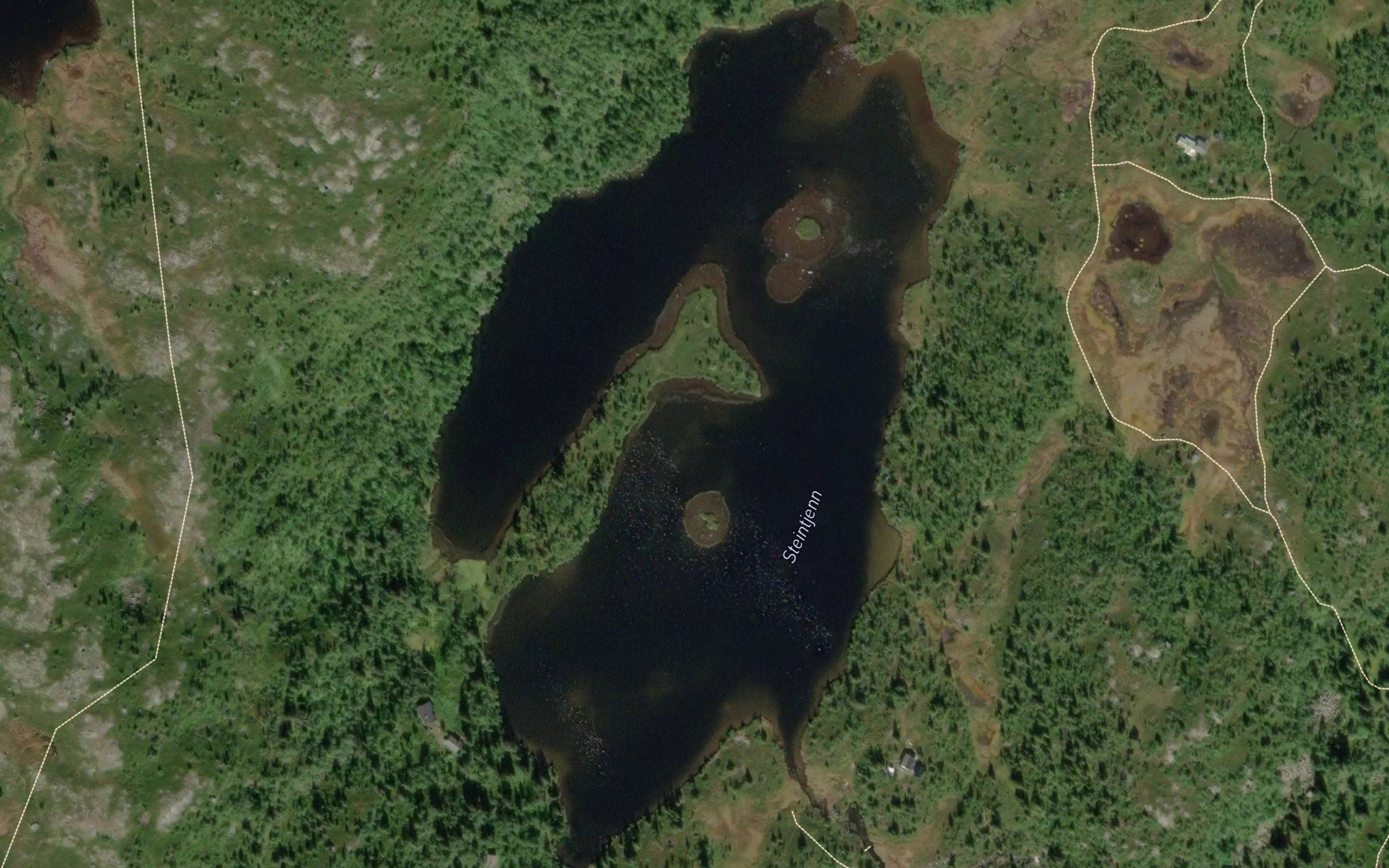Steinbutjern