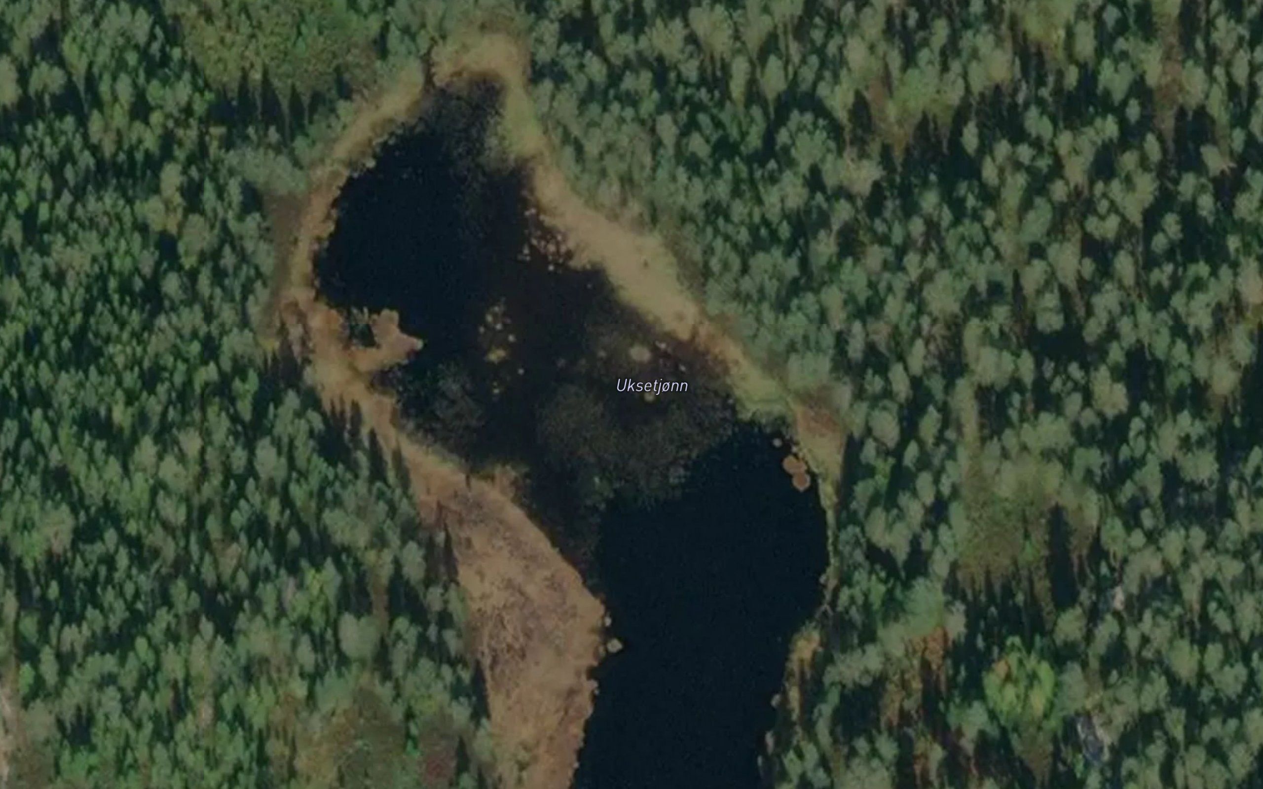 Oksetjorn