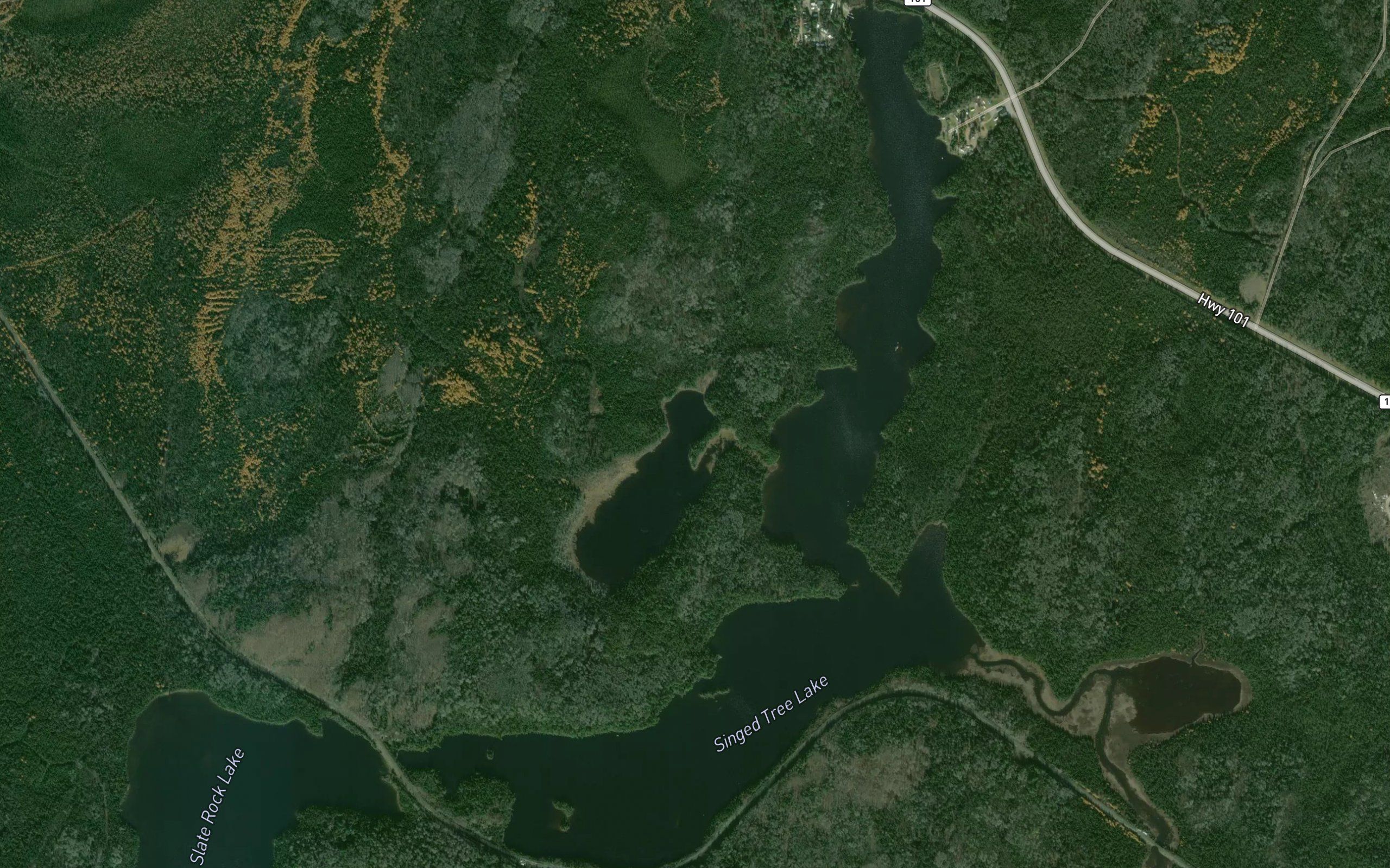 Singed Tree Lake