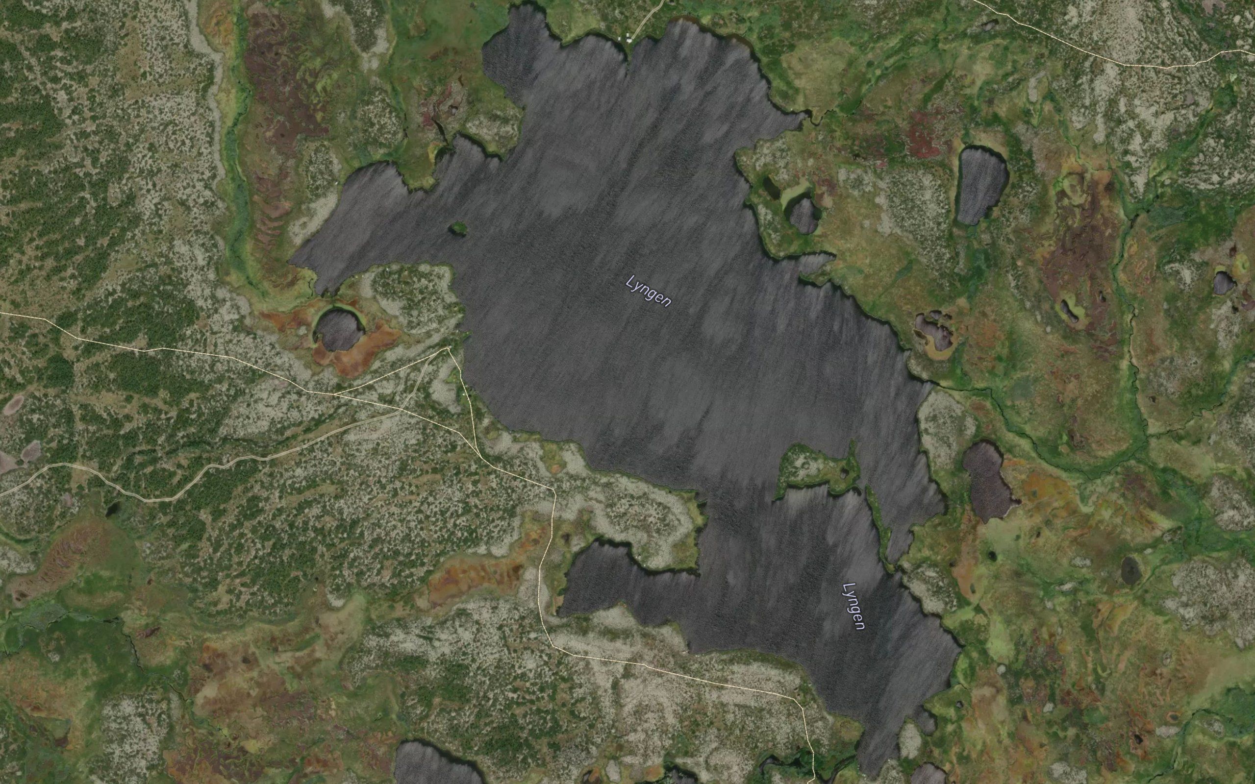 Lyngen