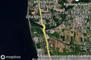 Kokok Midang