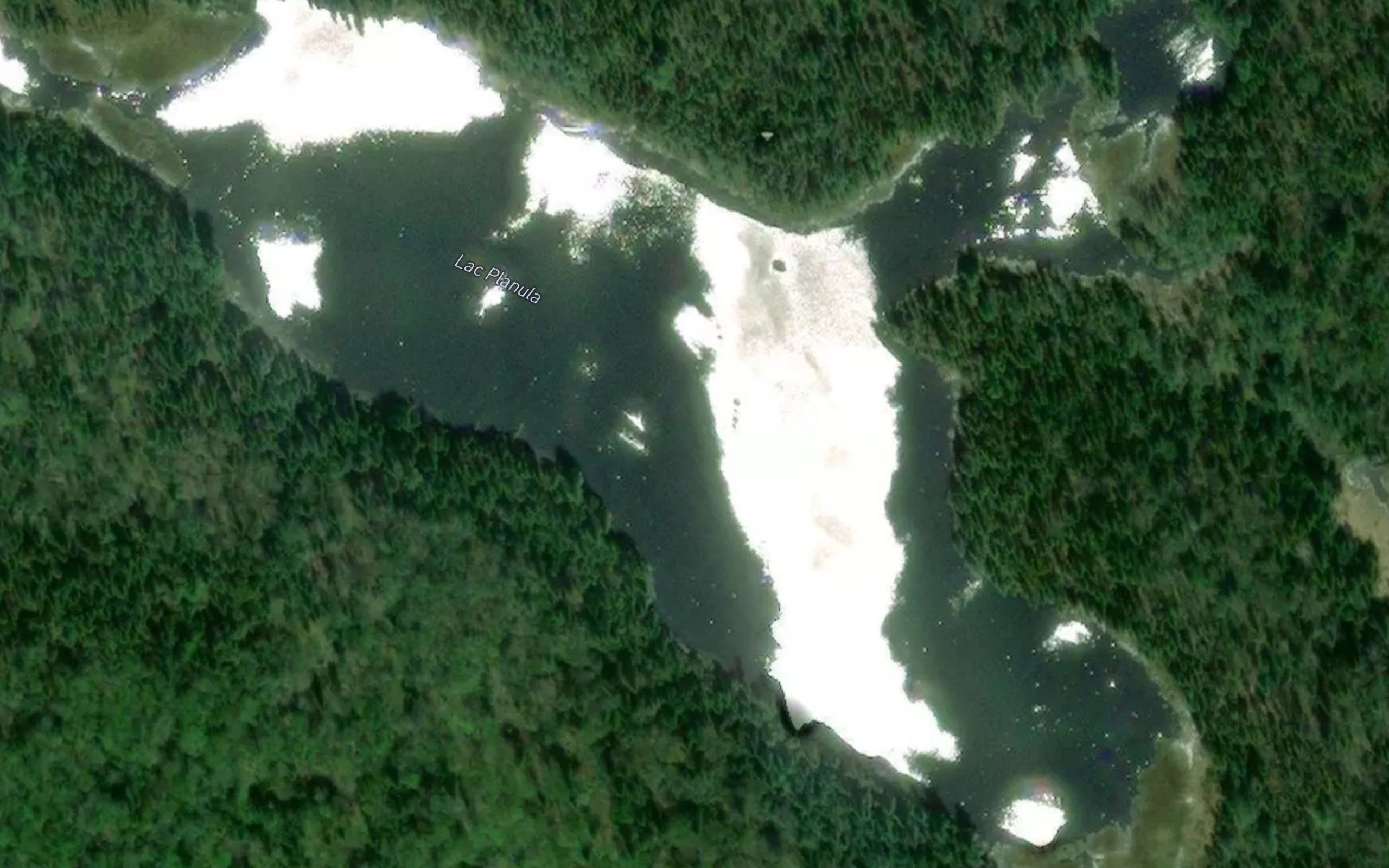 Lac Planula