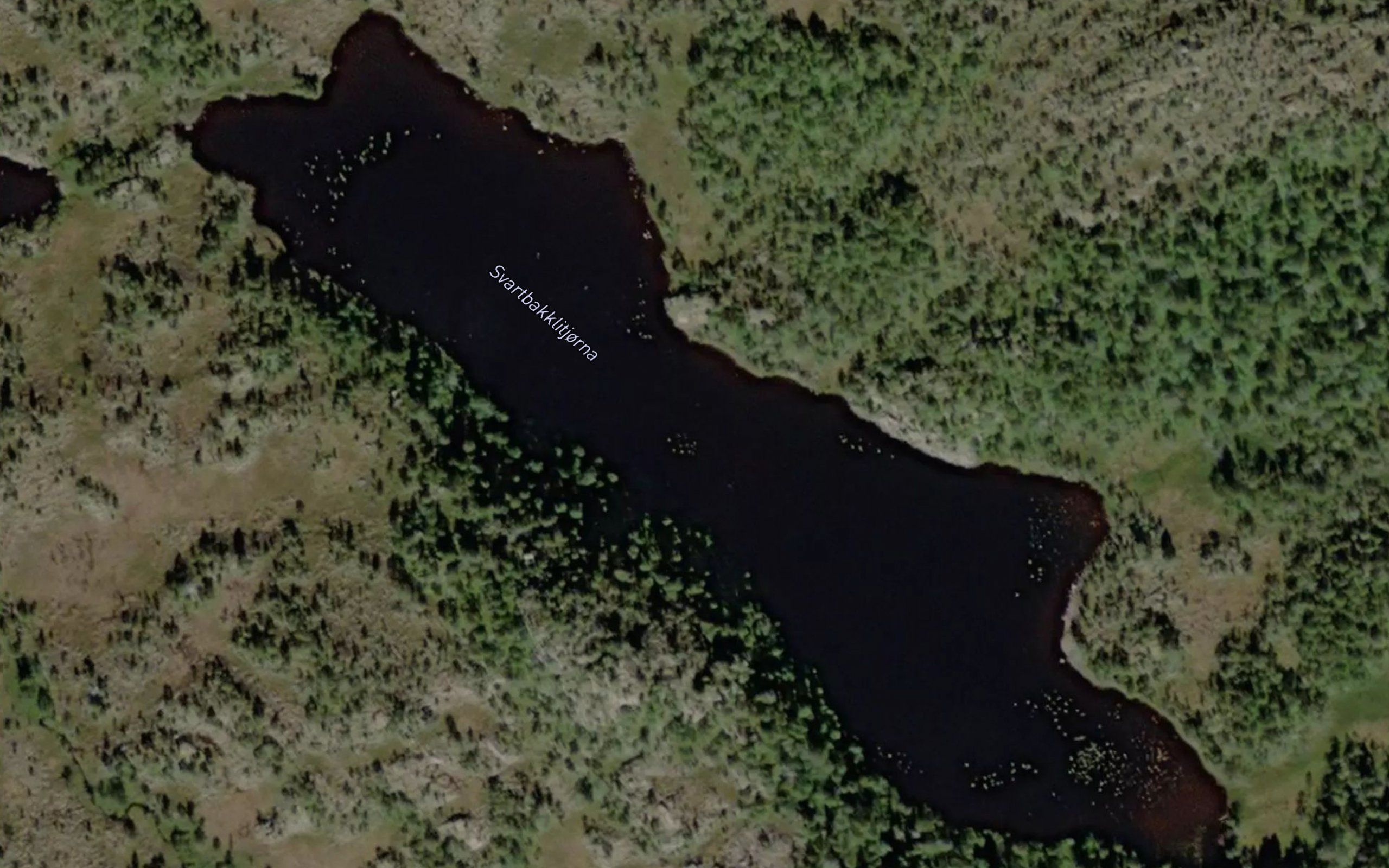 Svartbakklitjorna