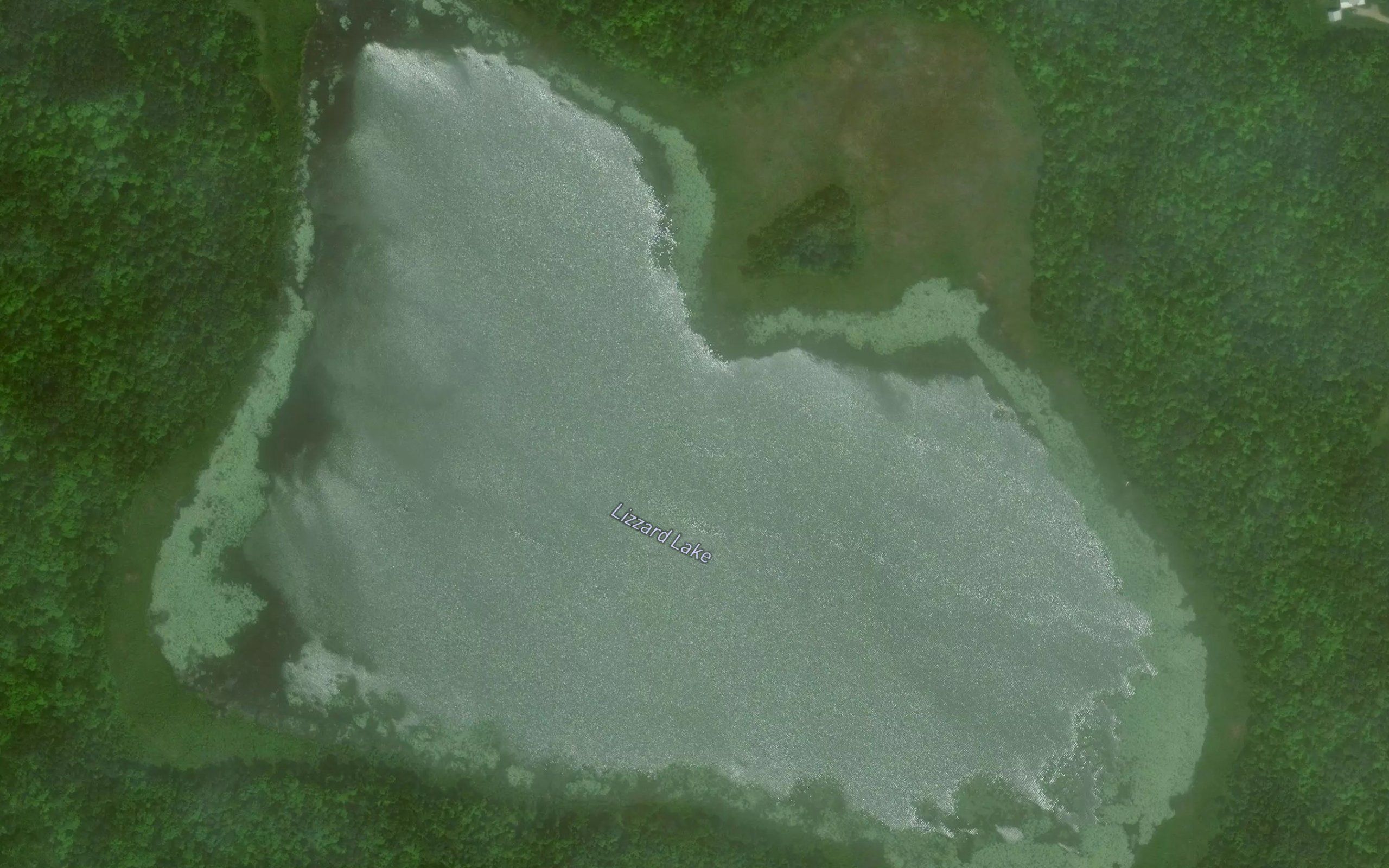Lizzard Lake