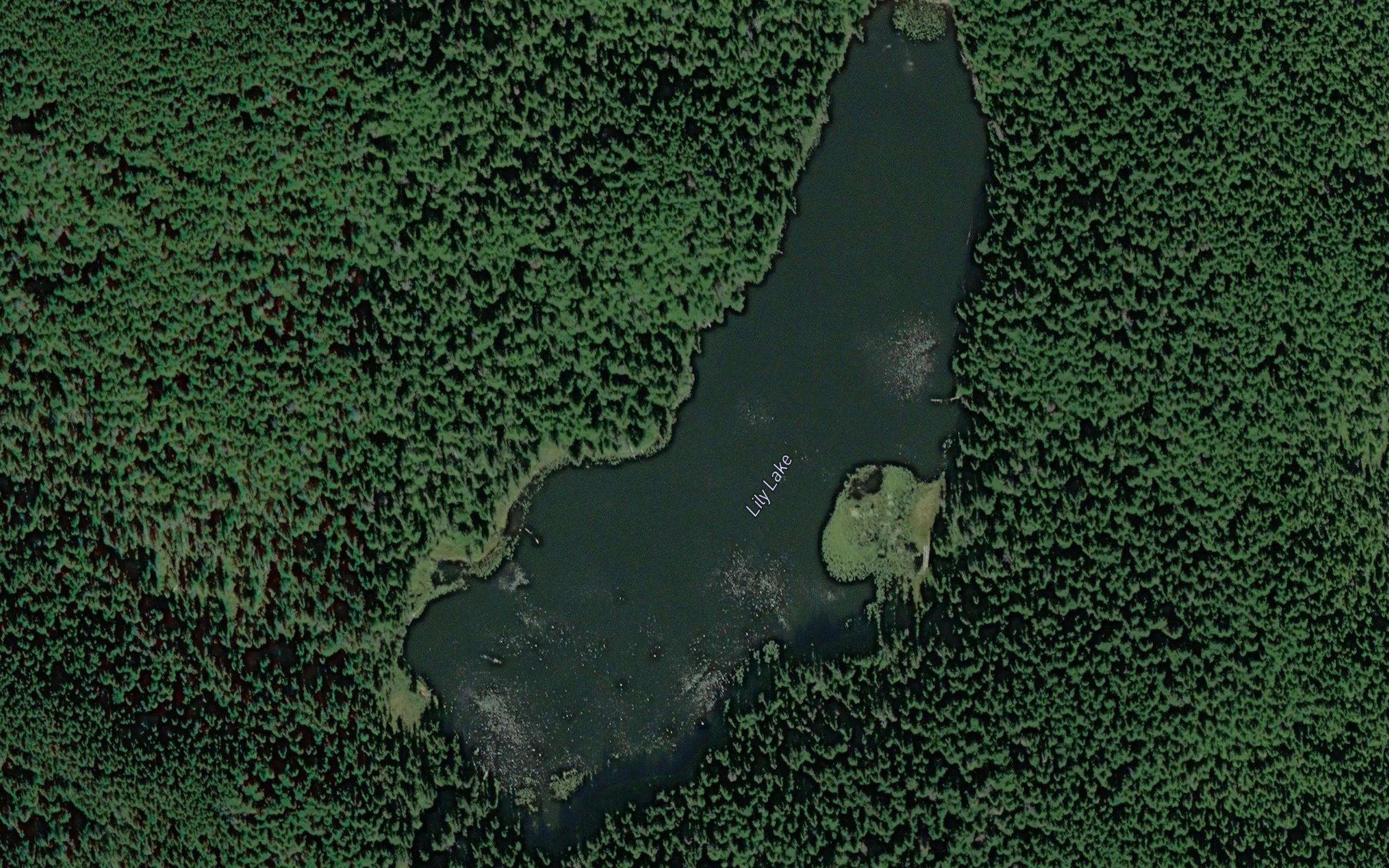 Lily Lake